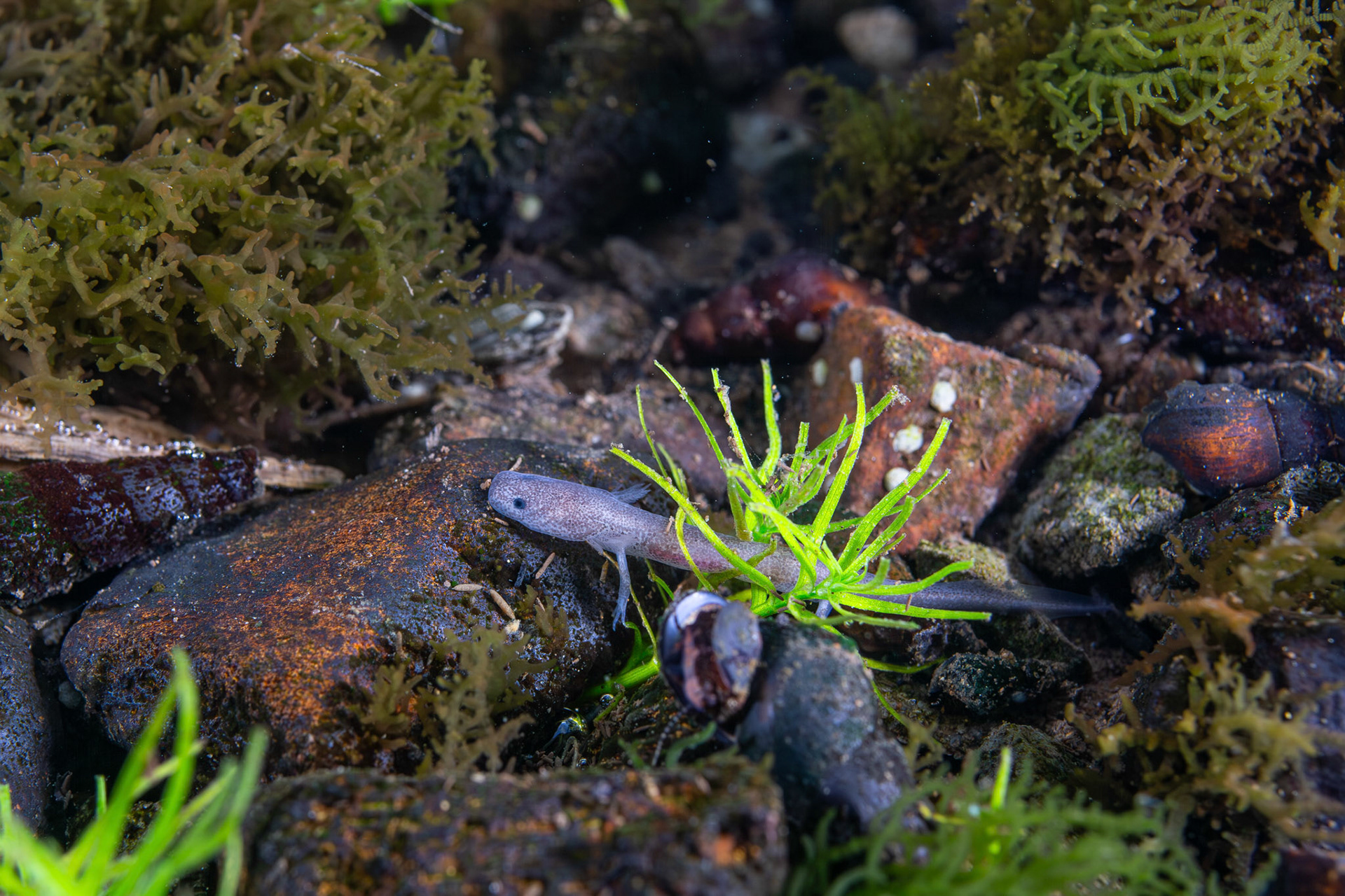 Larval Spring Salamander