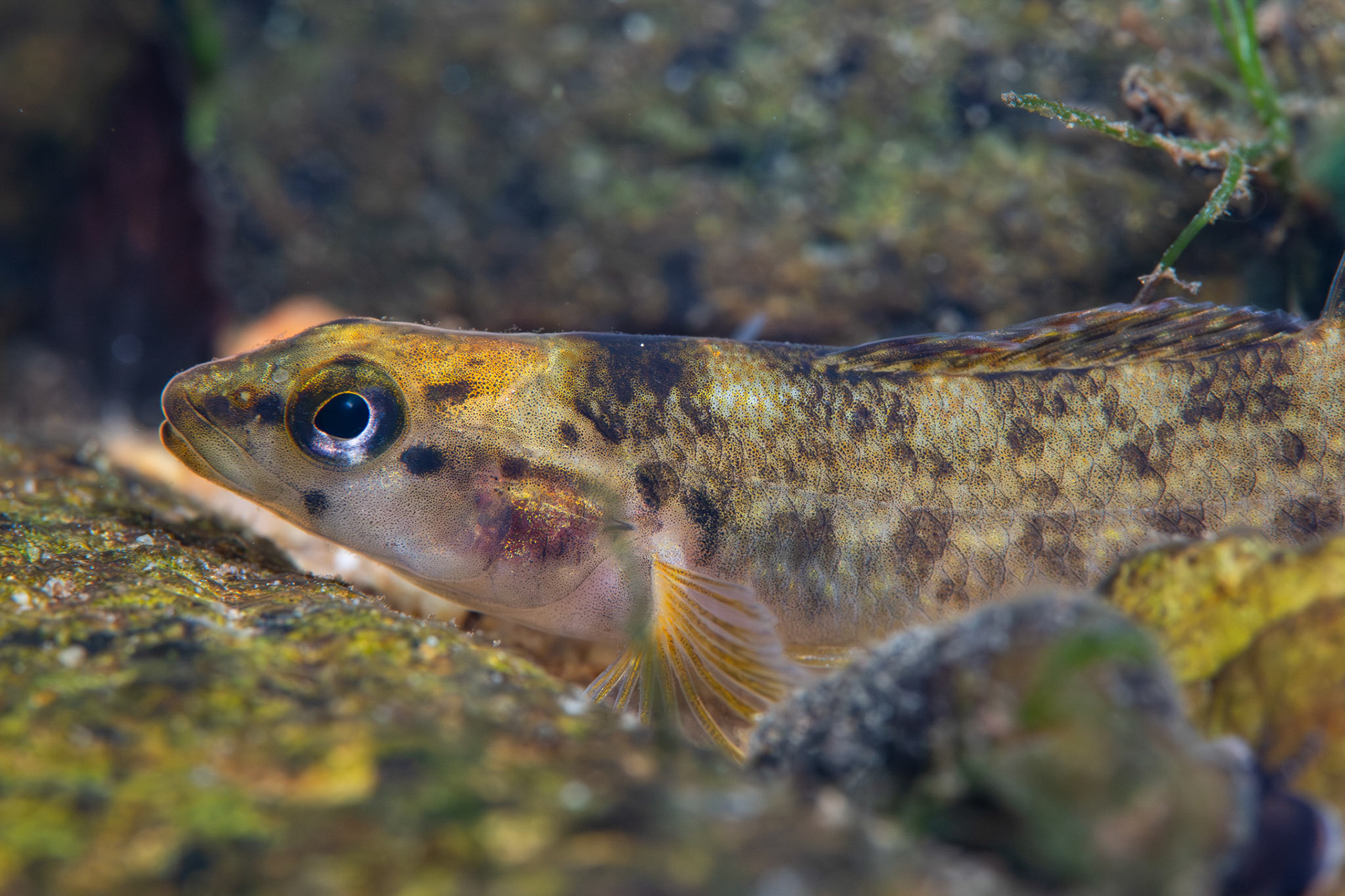 Greenbreast Darter