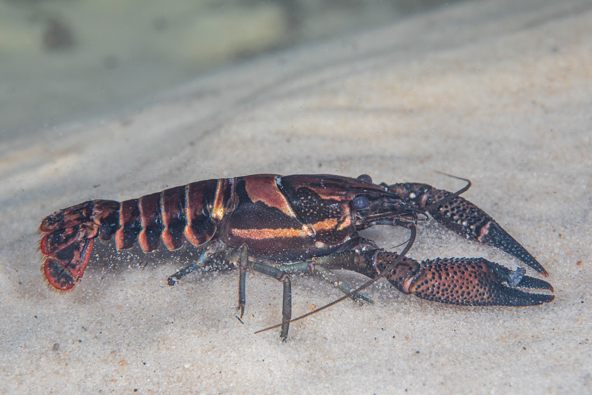 Sly Crayfish