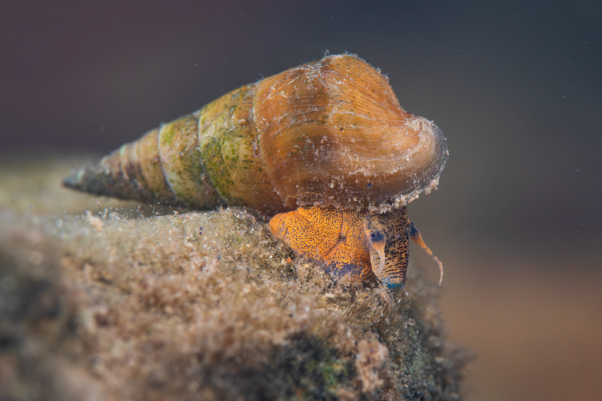 Pleurocera attenuata