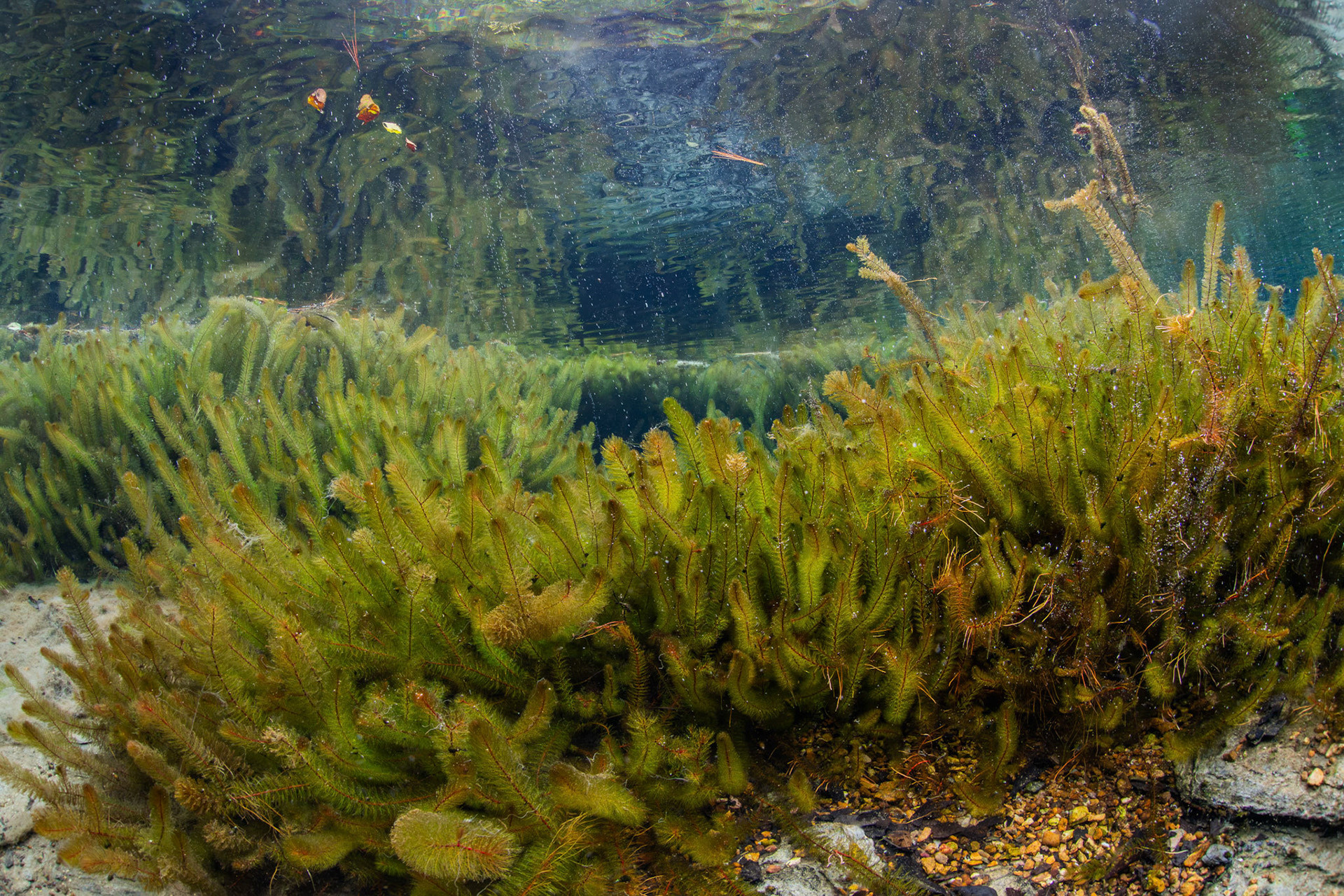 Bay Spring