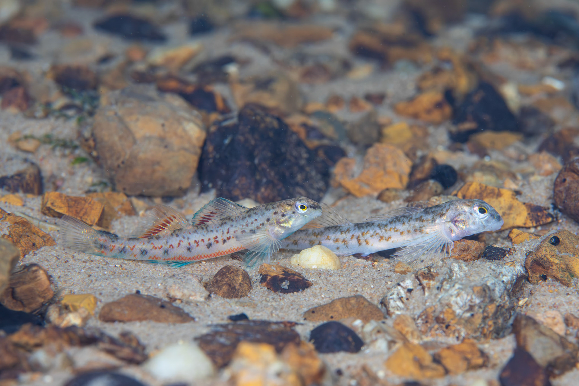 Tombigbee &amp; Rock Darter