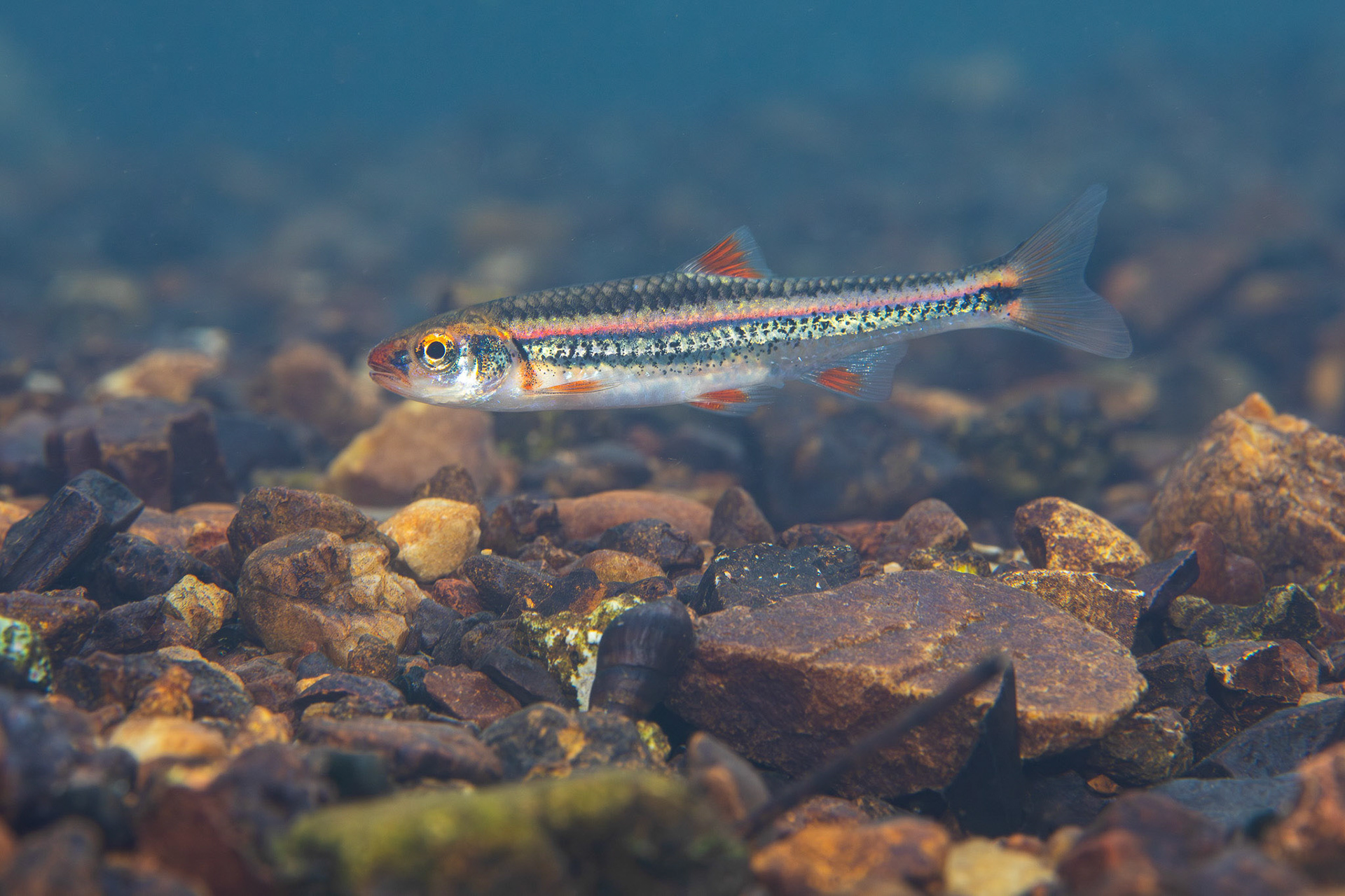 Rainbow Shiner