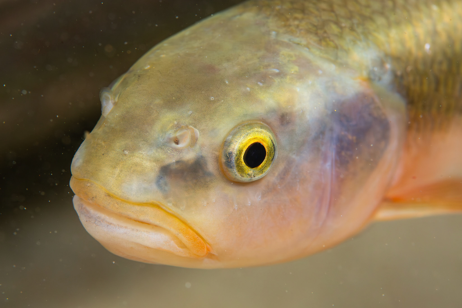 Dixie Chub