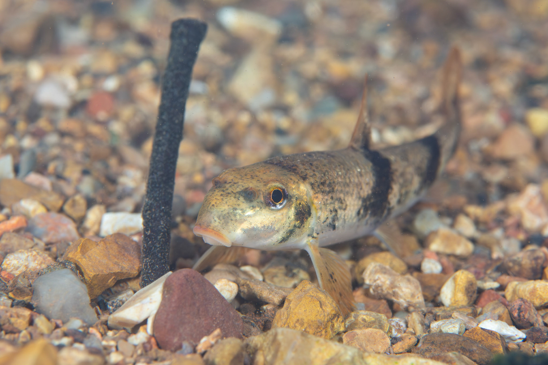 Alabama Hog Sucker (Hypentelium etowanum)