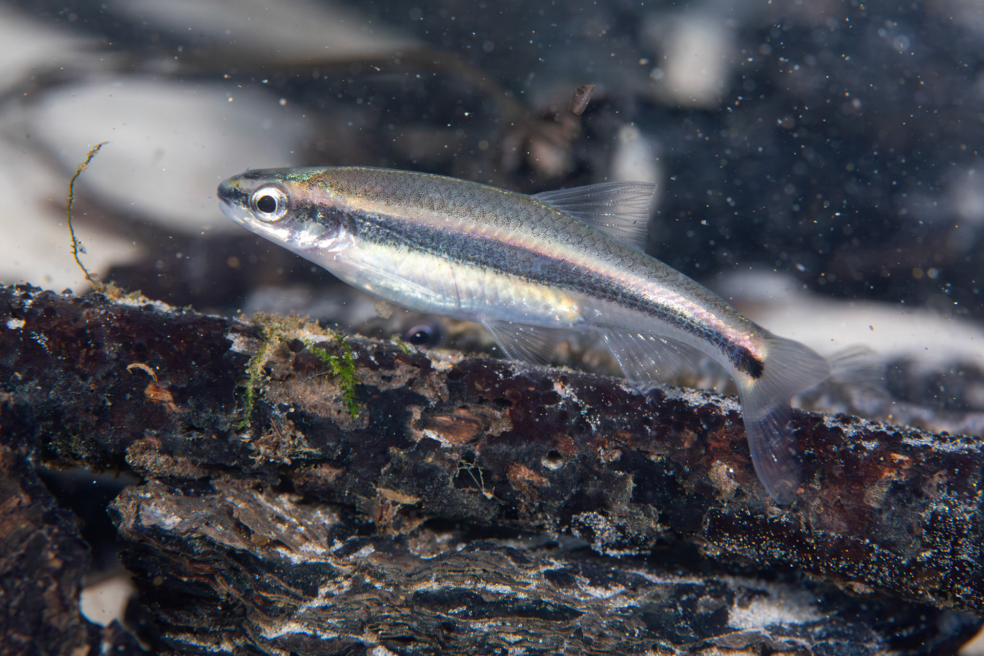 Redeye Chub