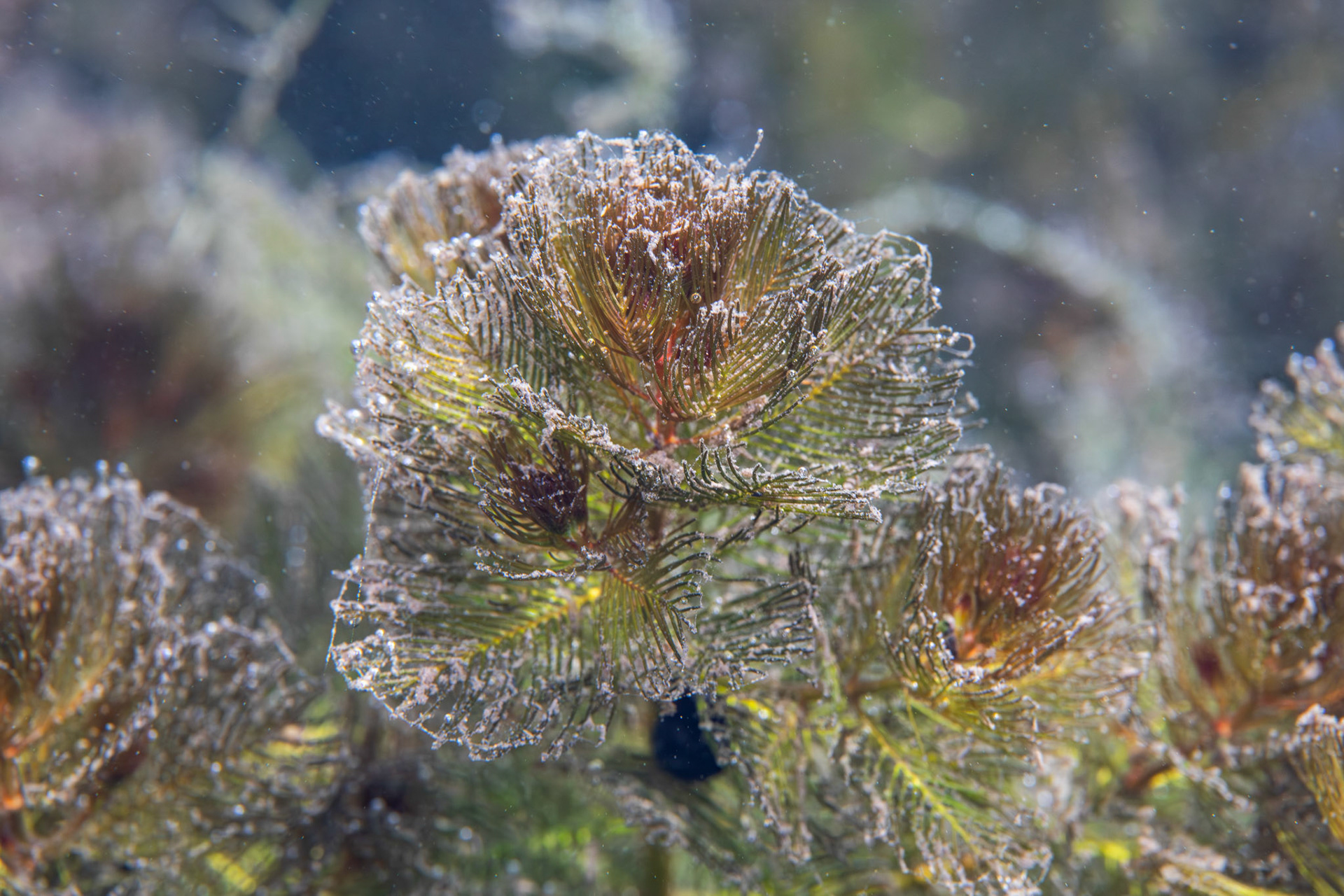 Milfoil