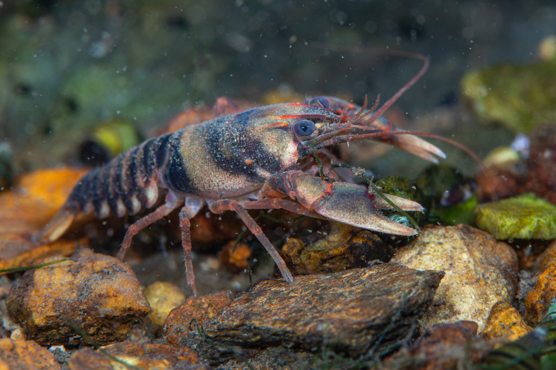 Coosa Crayfish