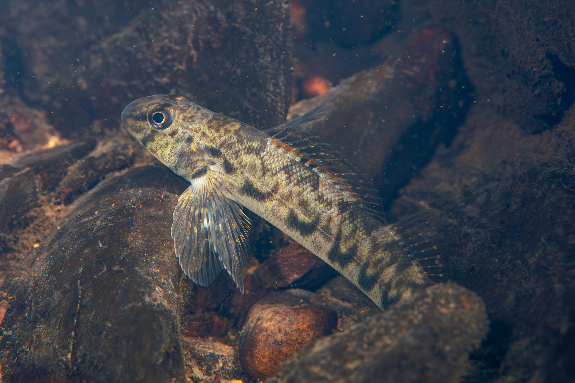 Greenside Darter