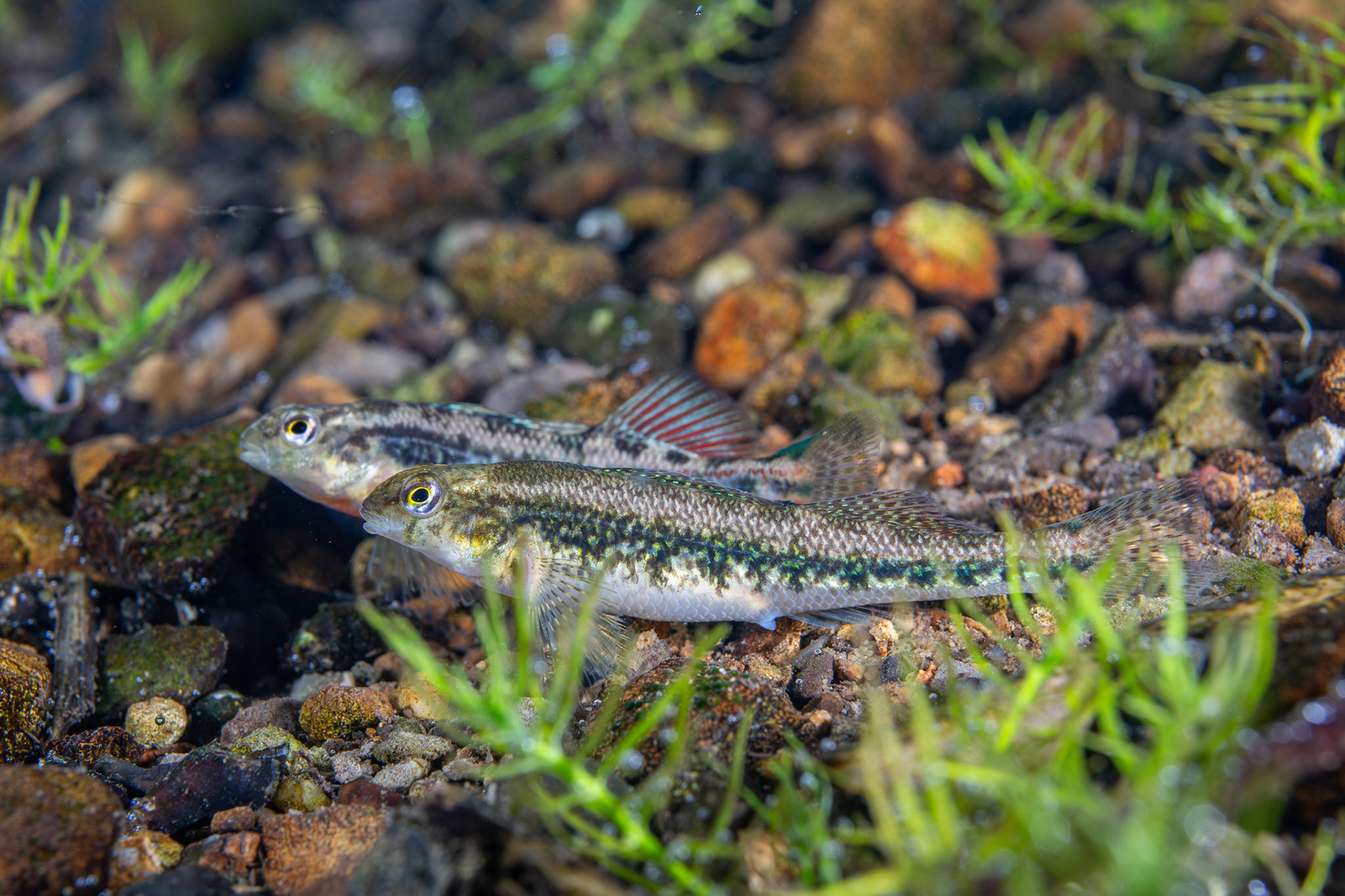 Blacksided Snubnose Darter