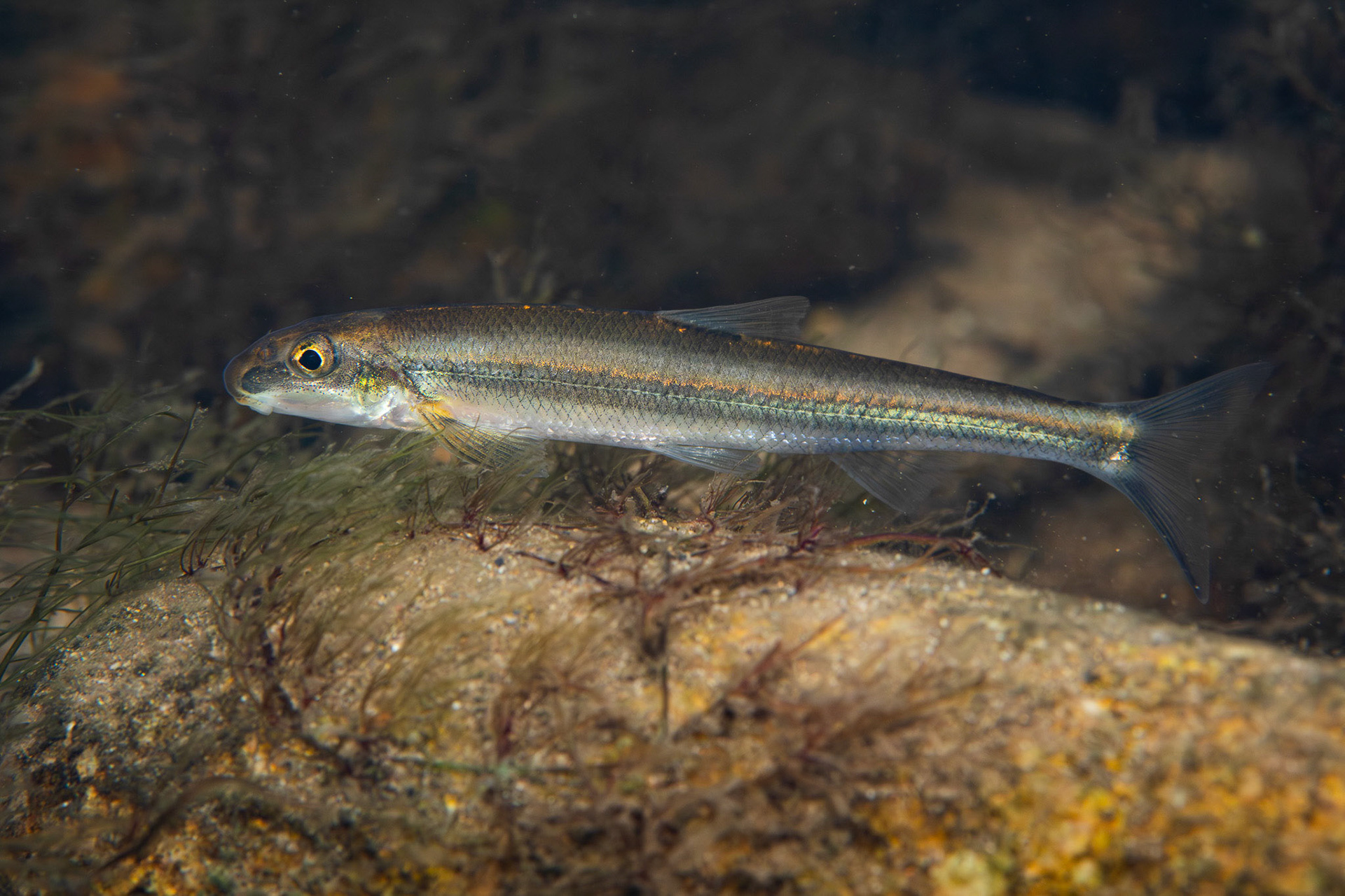 Riffle Minnow