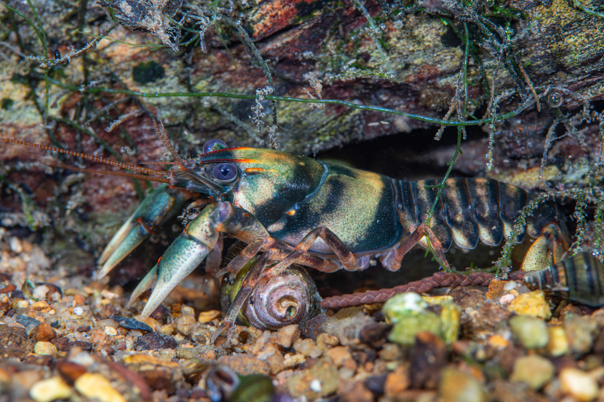 Coosa Crayfish
