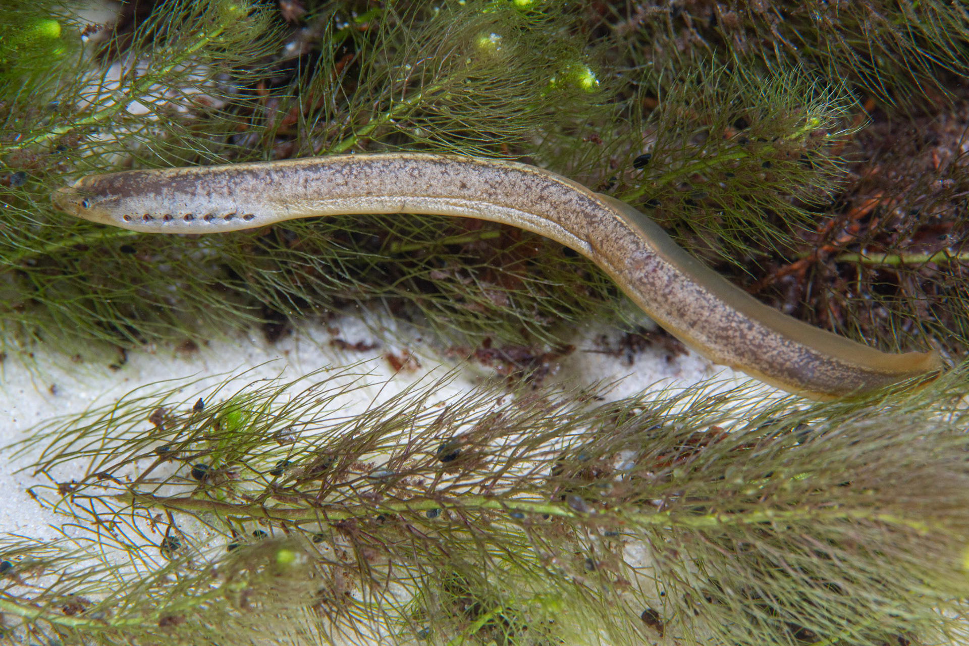 Southern Brook Lamprey (Ichthyomyzon gagei)
