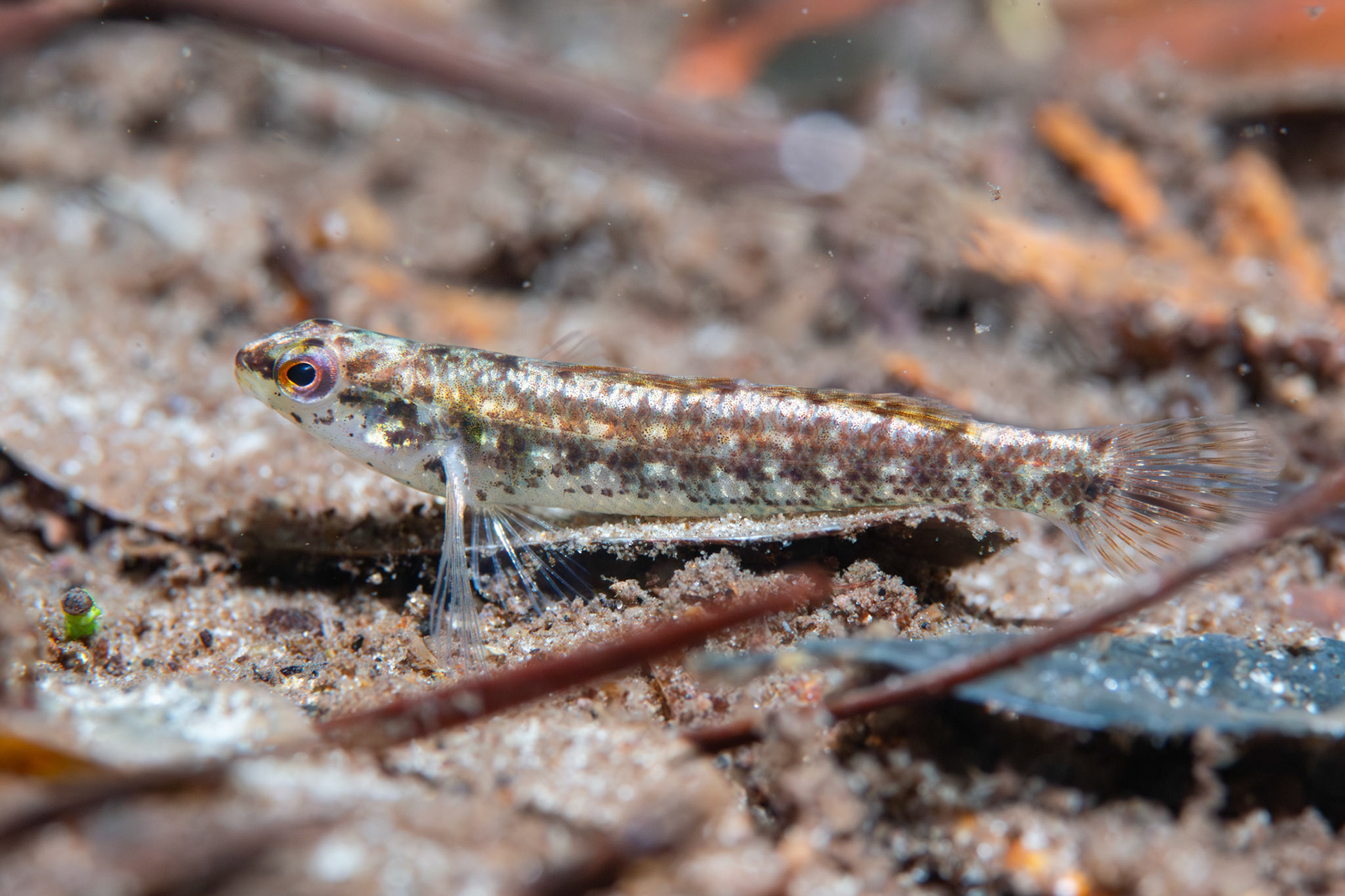 Okaloosa darter (Etheostoma okaloosae)