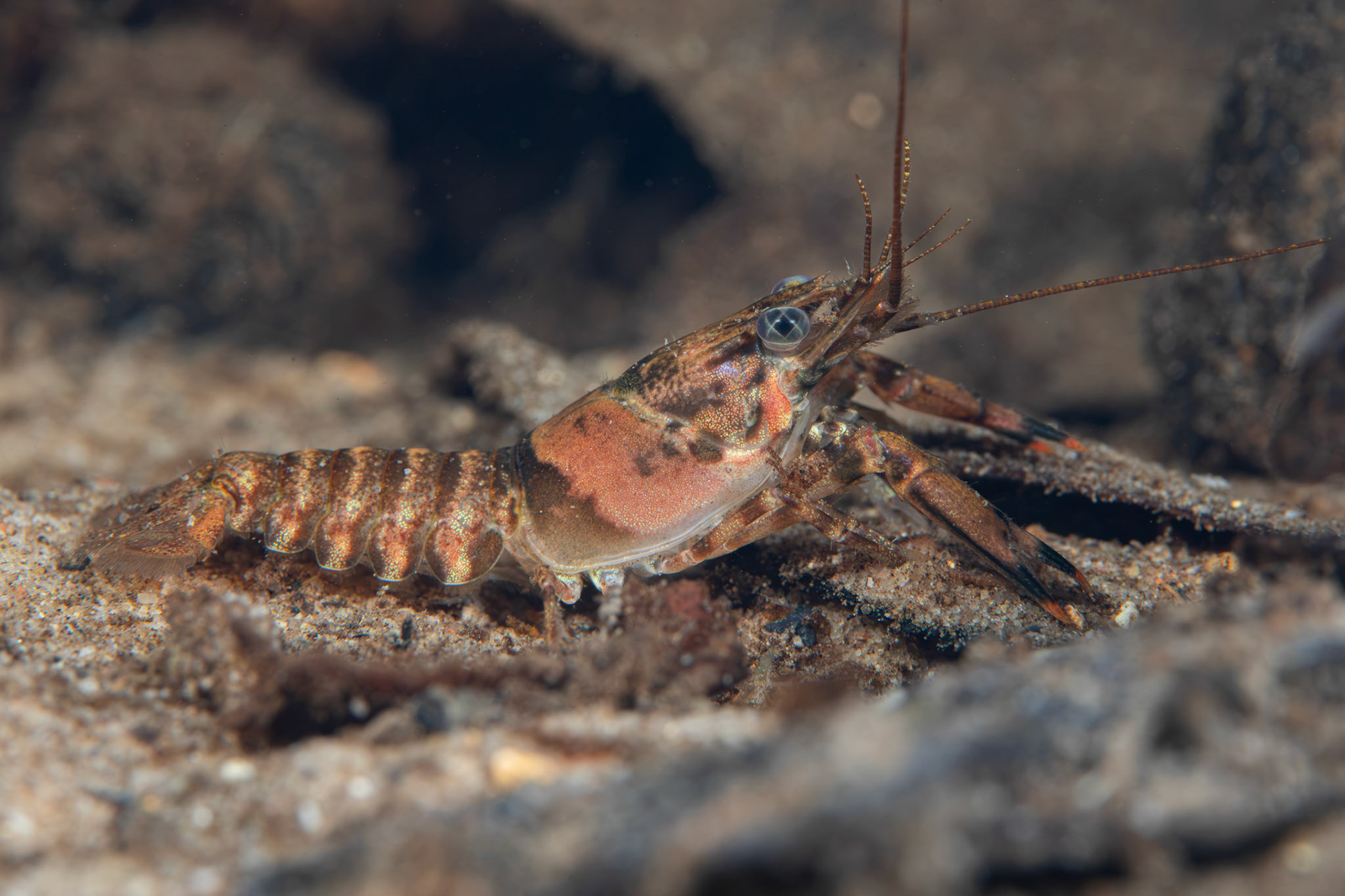 Powerful Crayfish