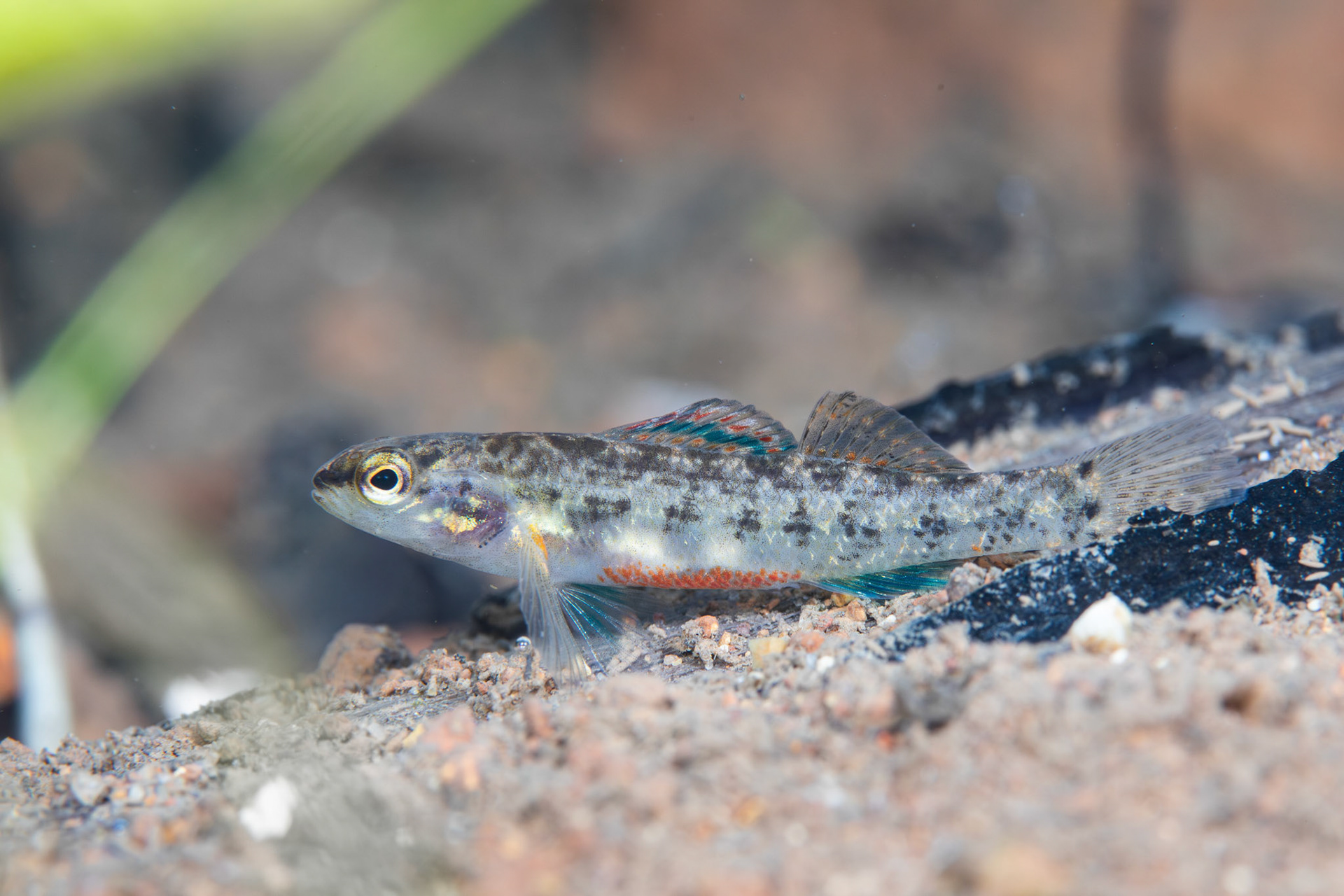 Watercress Darter (Etheostoma nuchale)
