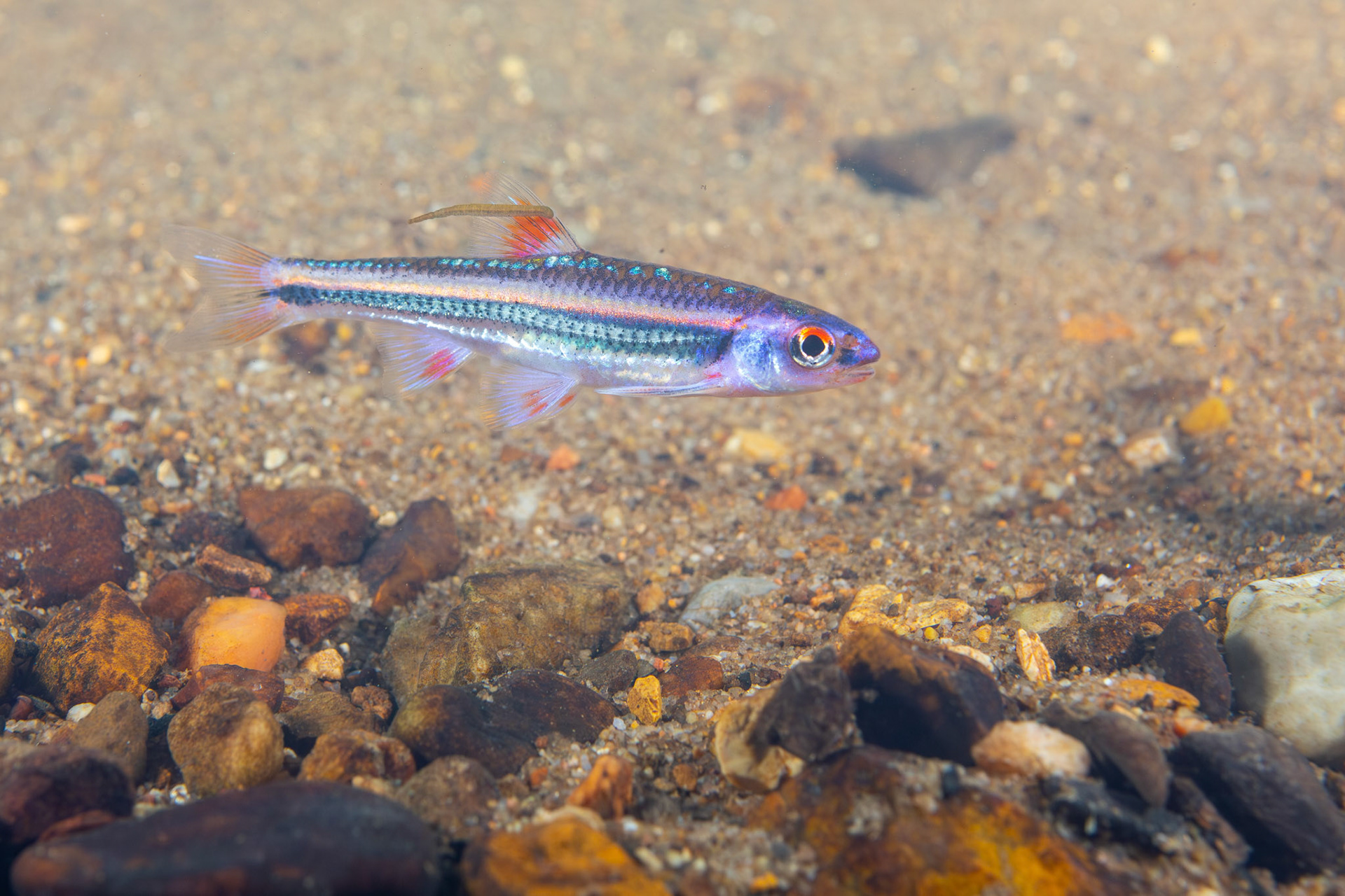 Rainbow Shiner (Hydrophlox chrosomus)