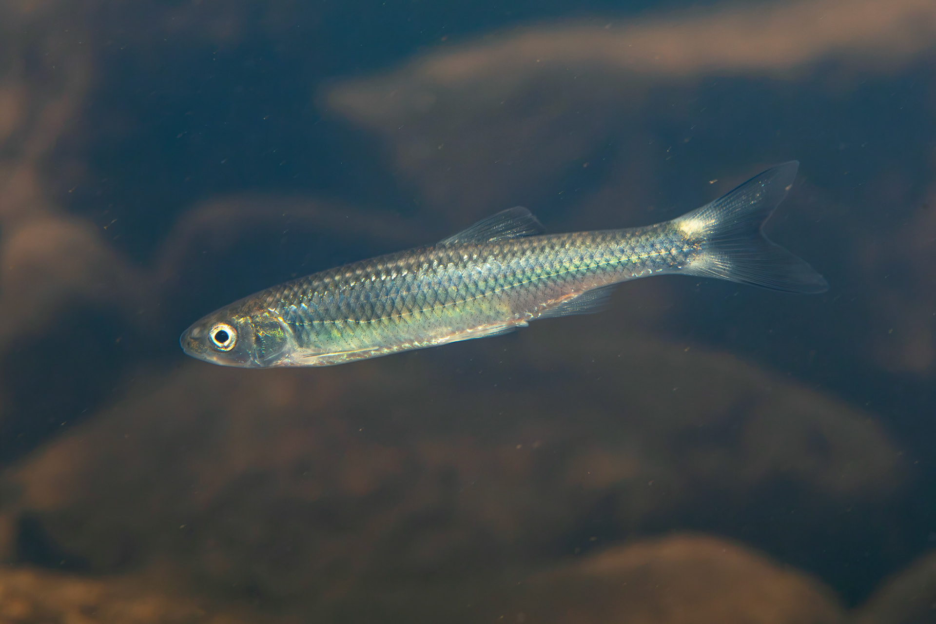 Whitetail Shiner