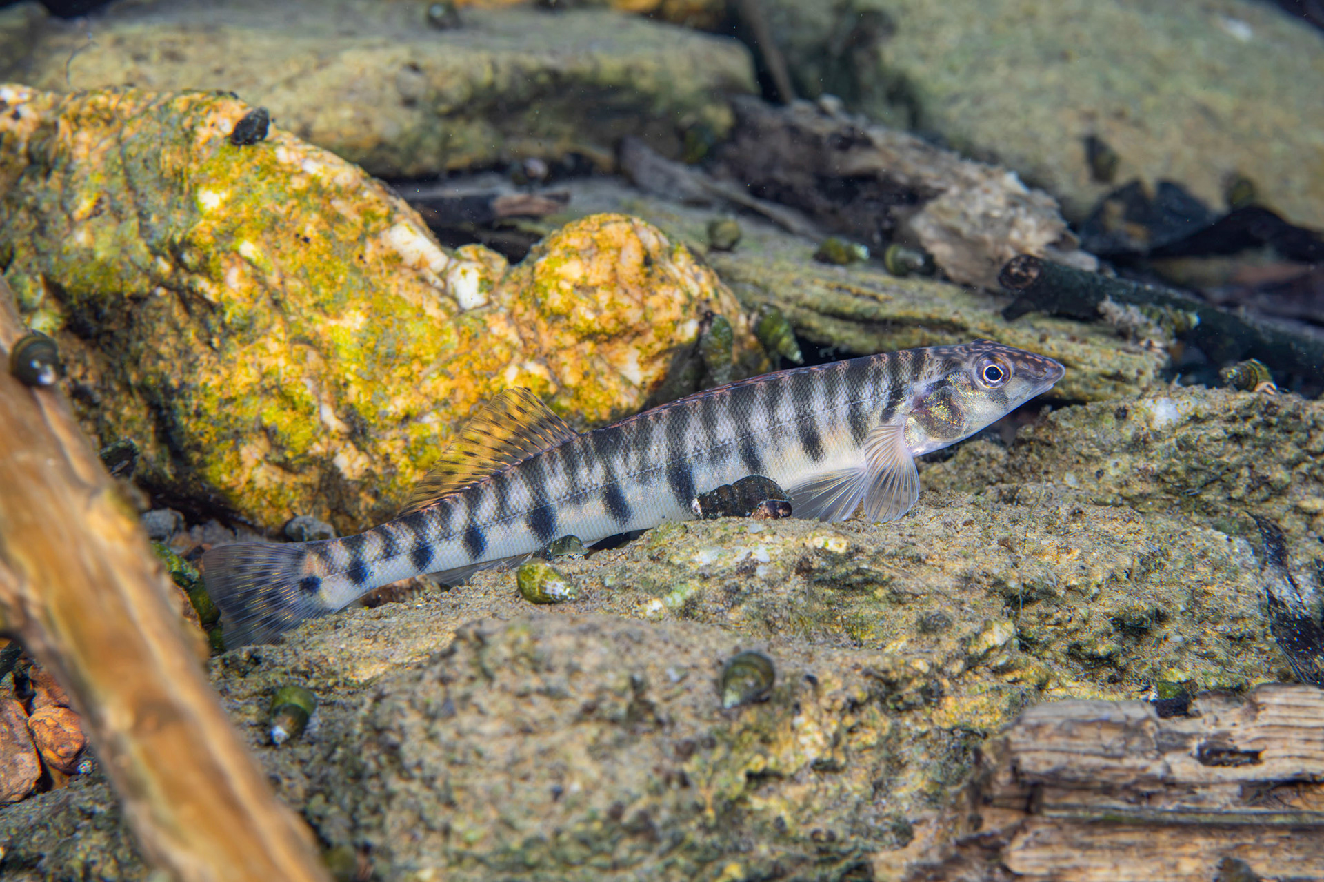 Mobile Logperch