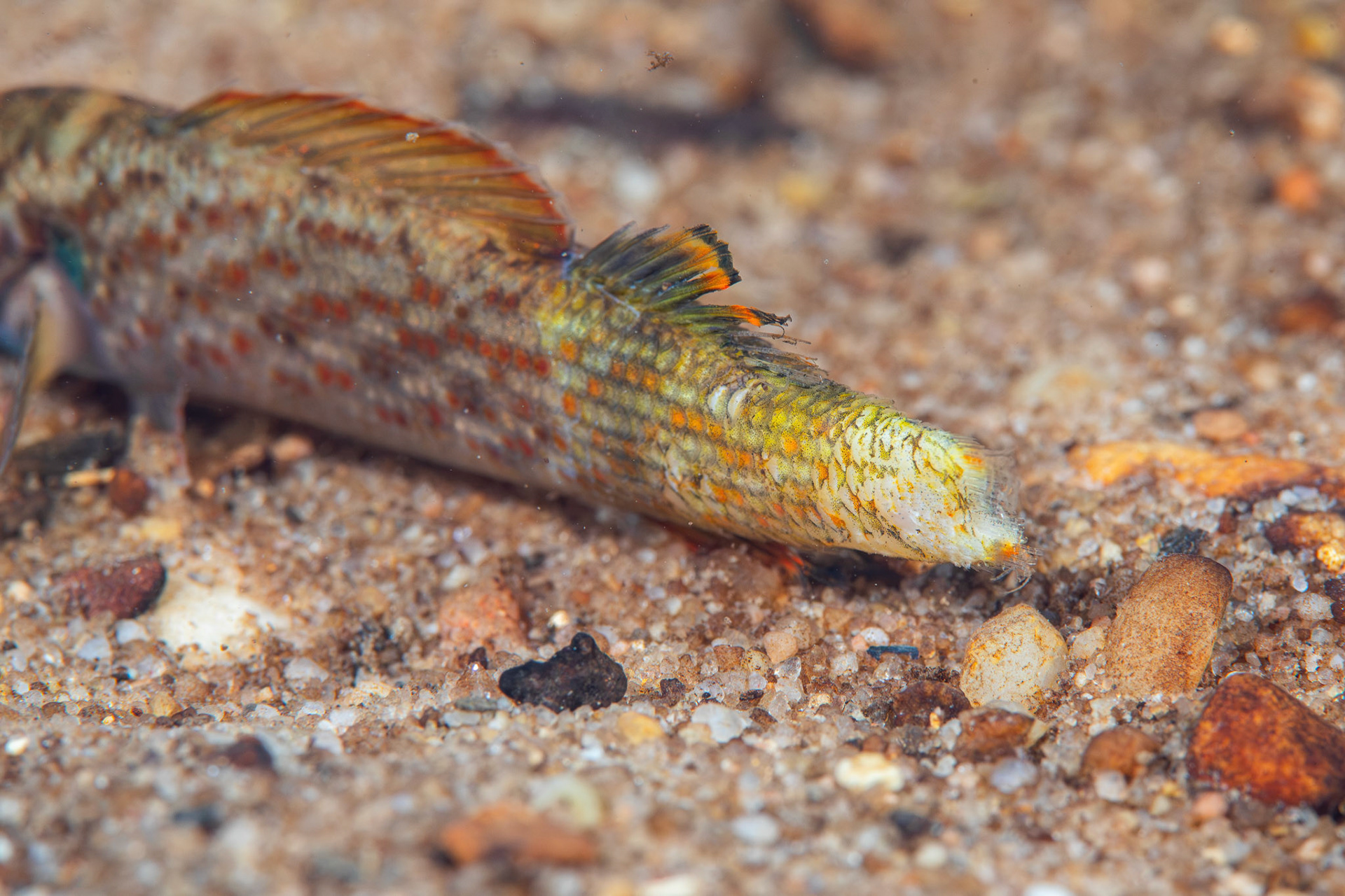 Redline Darter