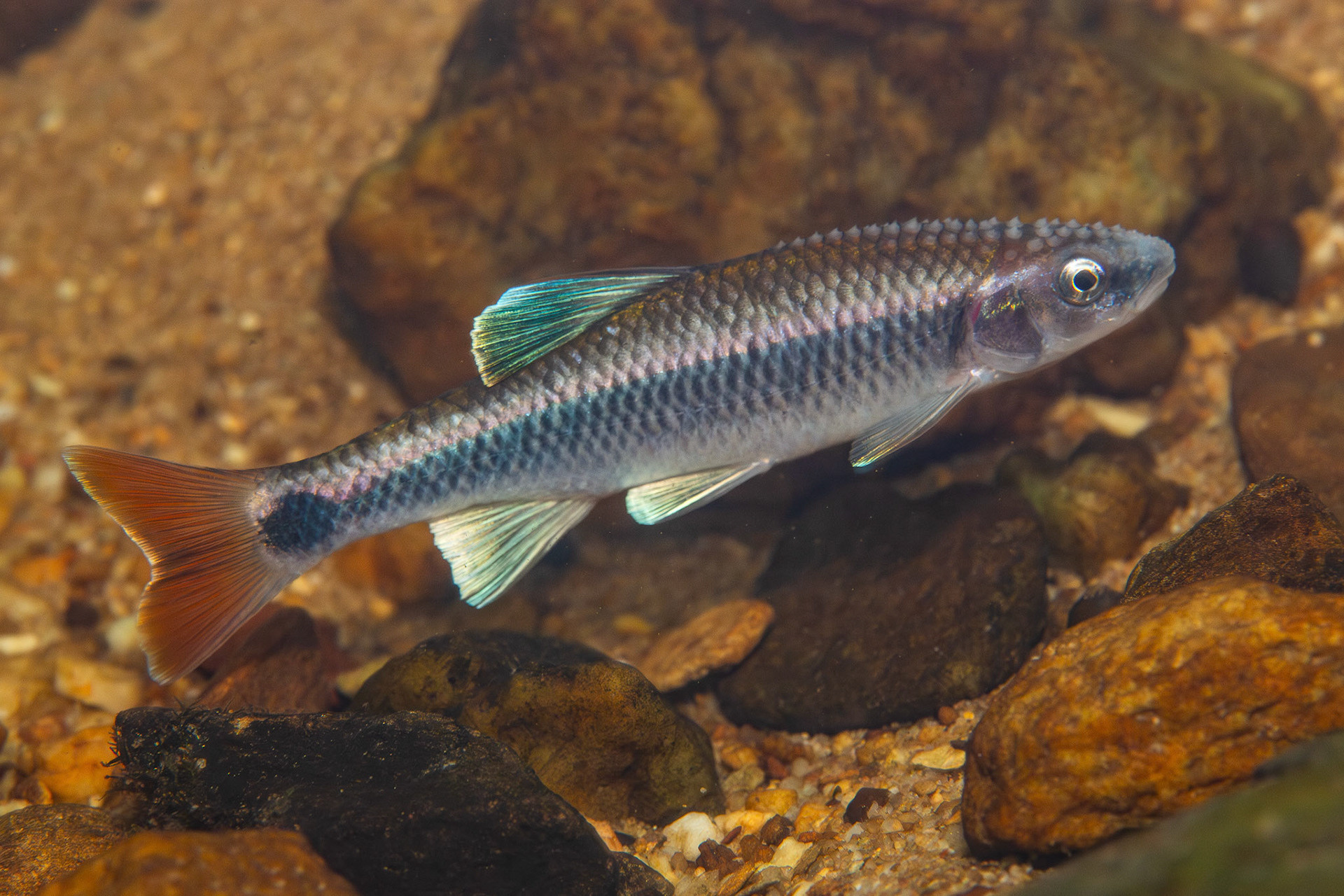 Alabama Shiner