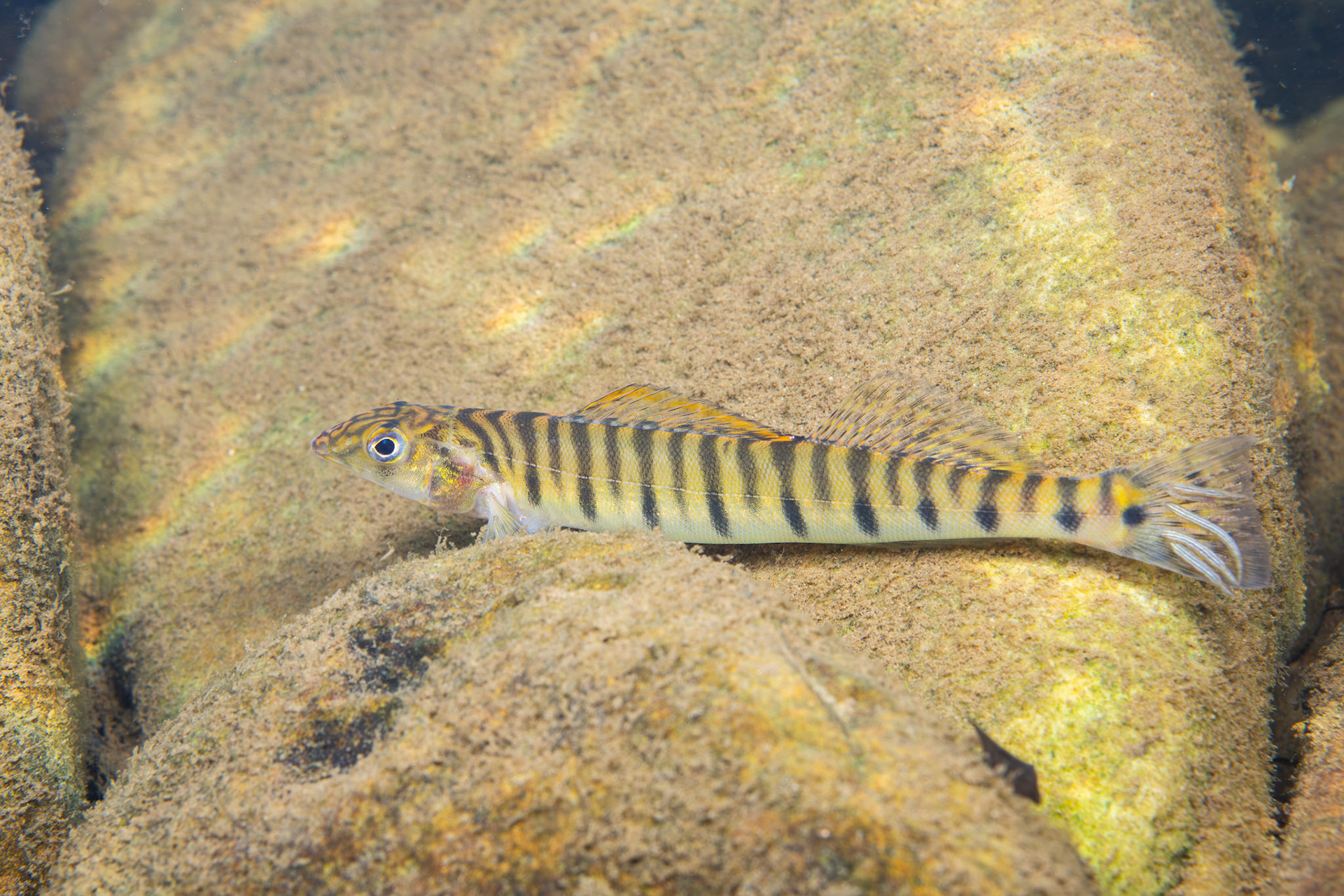 Mobile Logperch