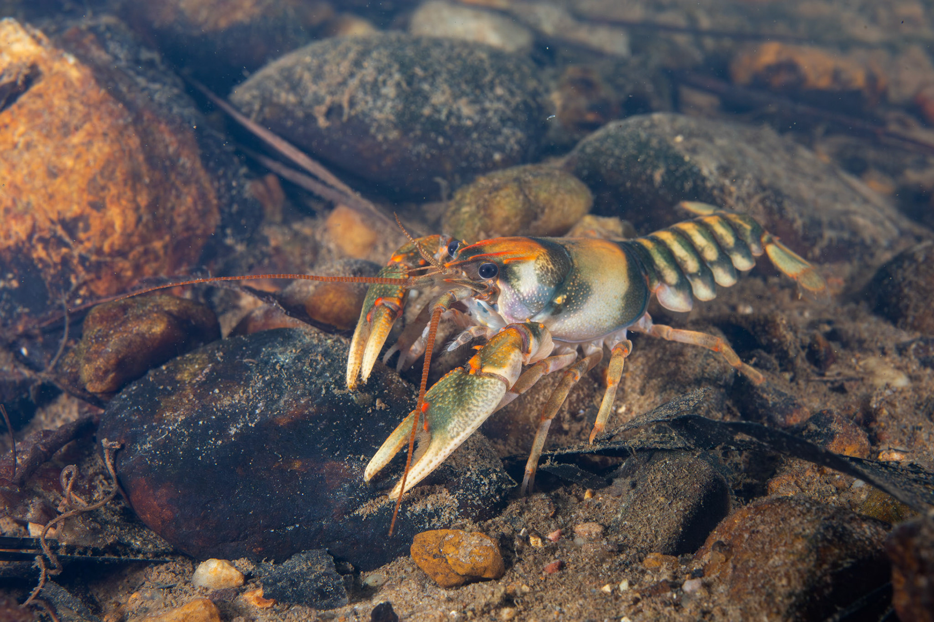 Coosa Crayfish (Cambarus coosae)