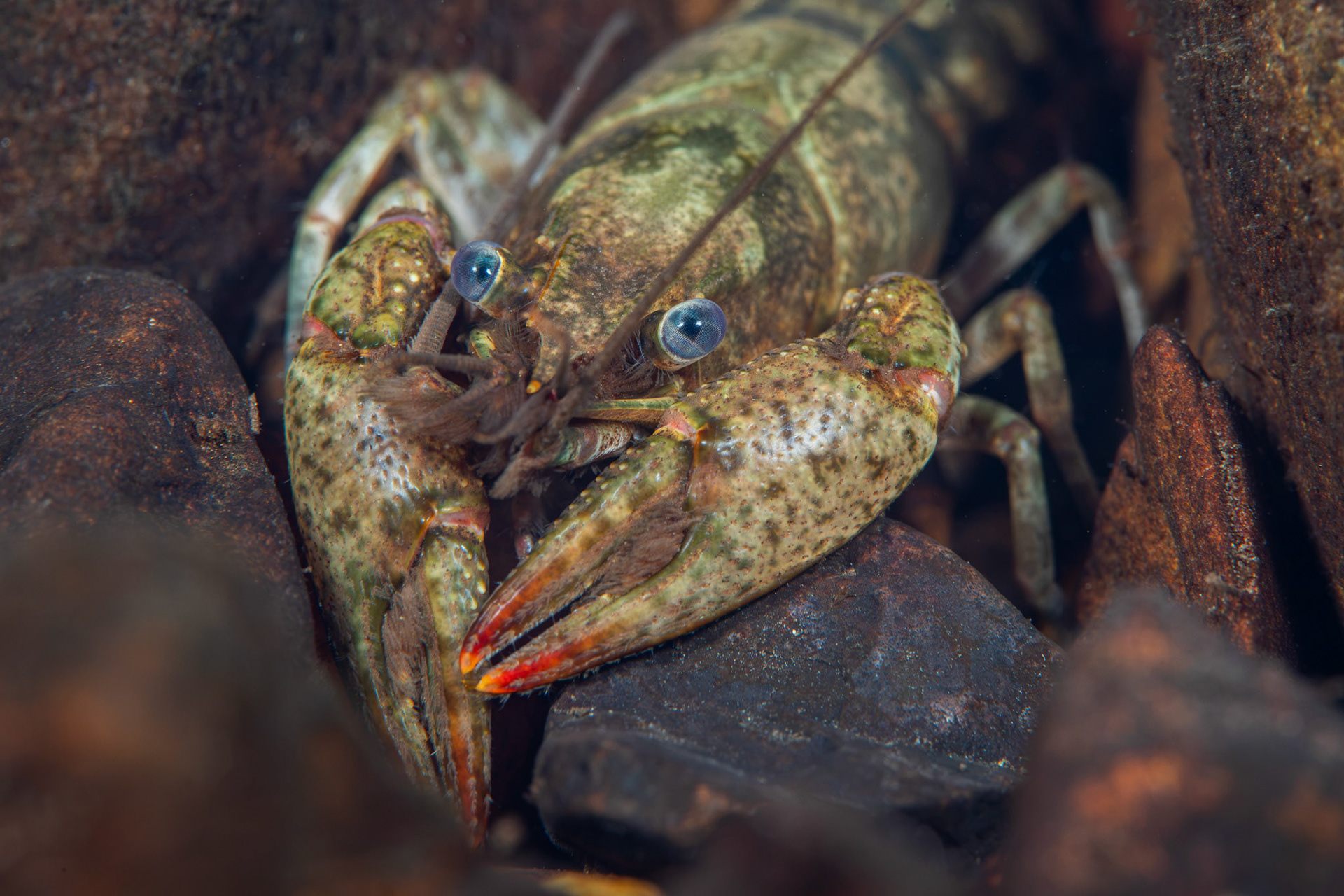 Powerful Crayfish