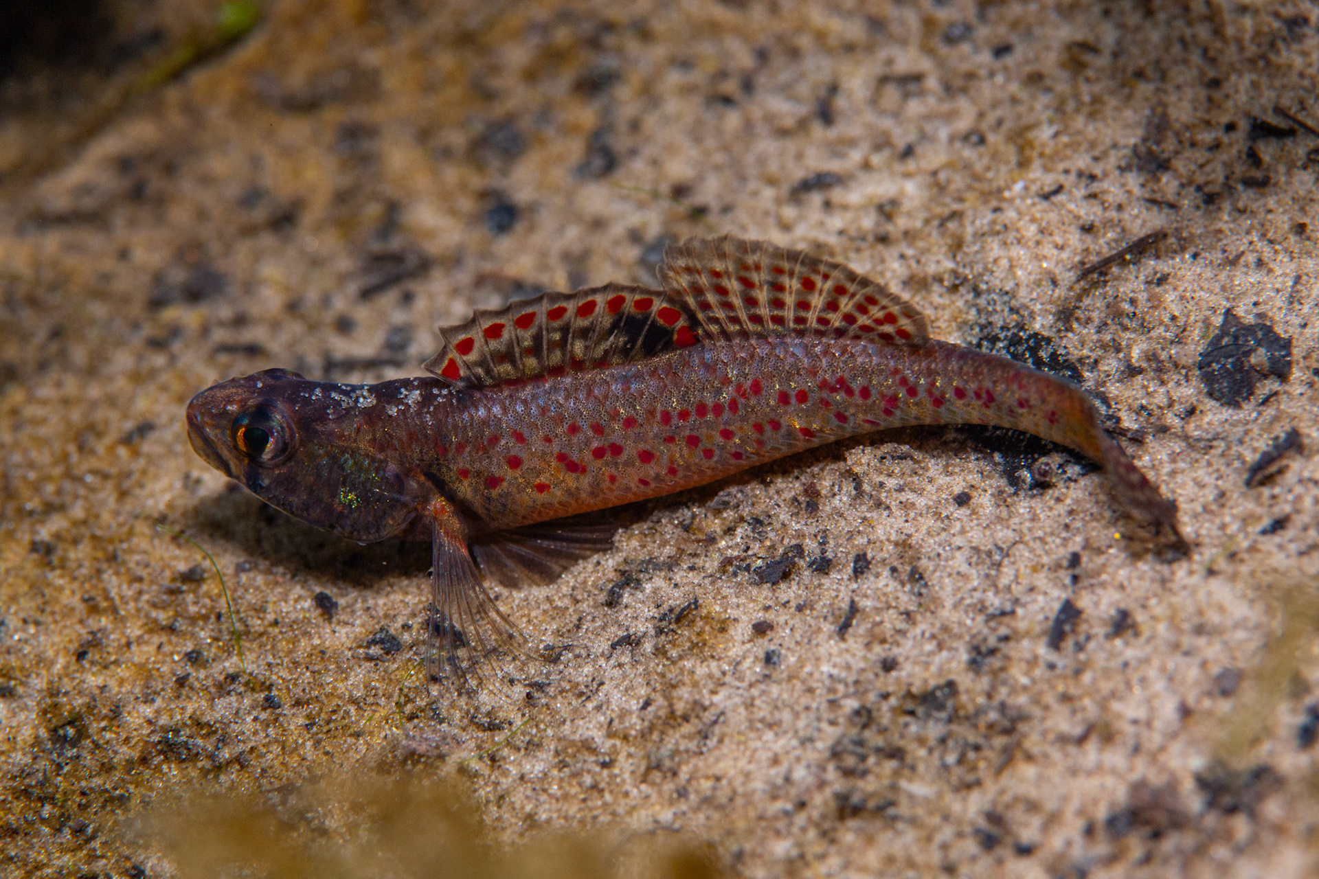 Brown Darter