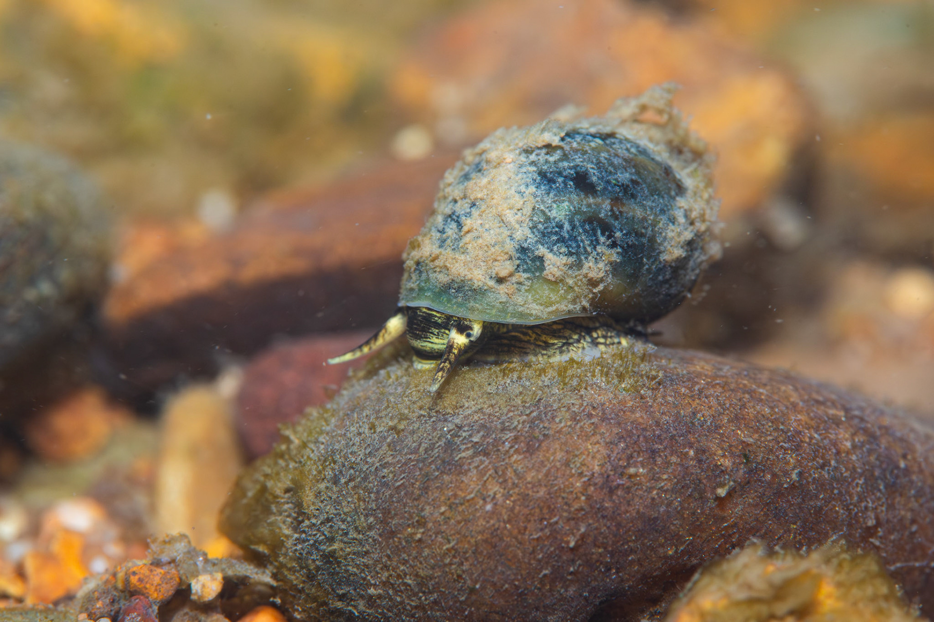 Round Rocksnail
