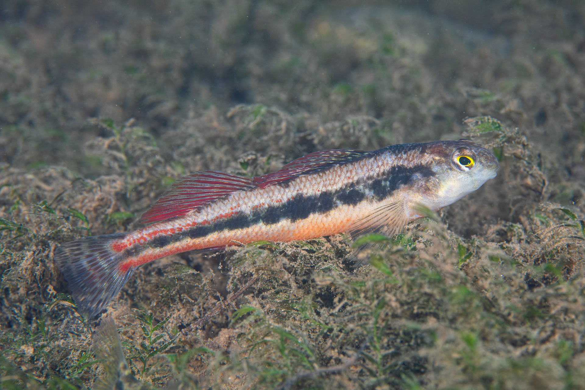 Blackside Snubnose Darter