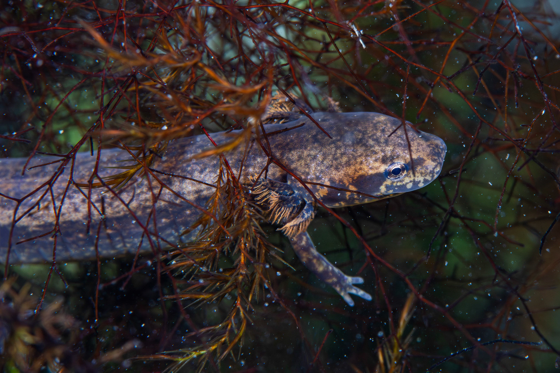 Brook Salamander