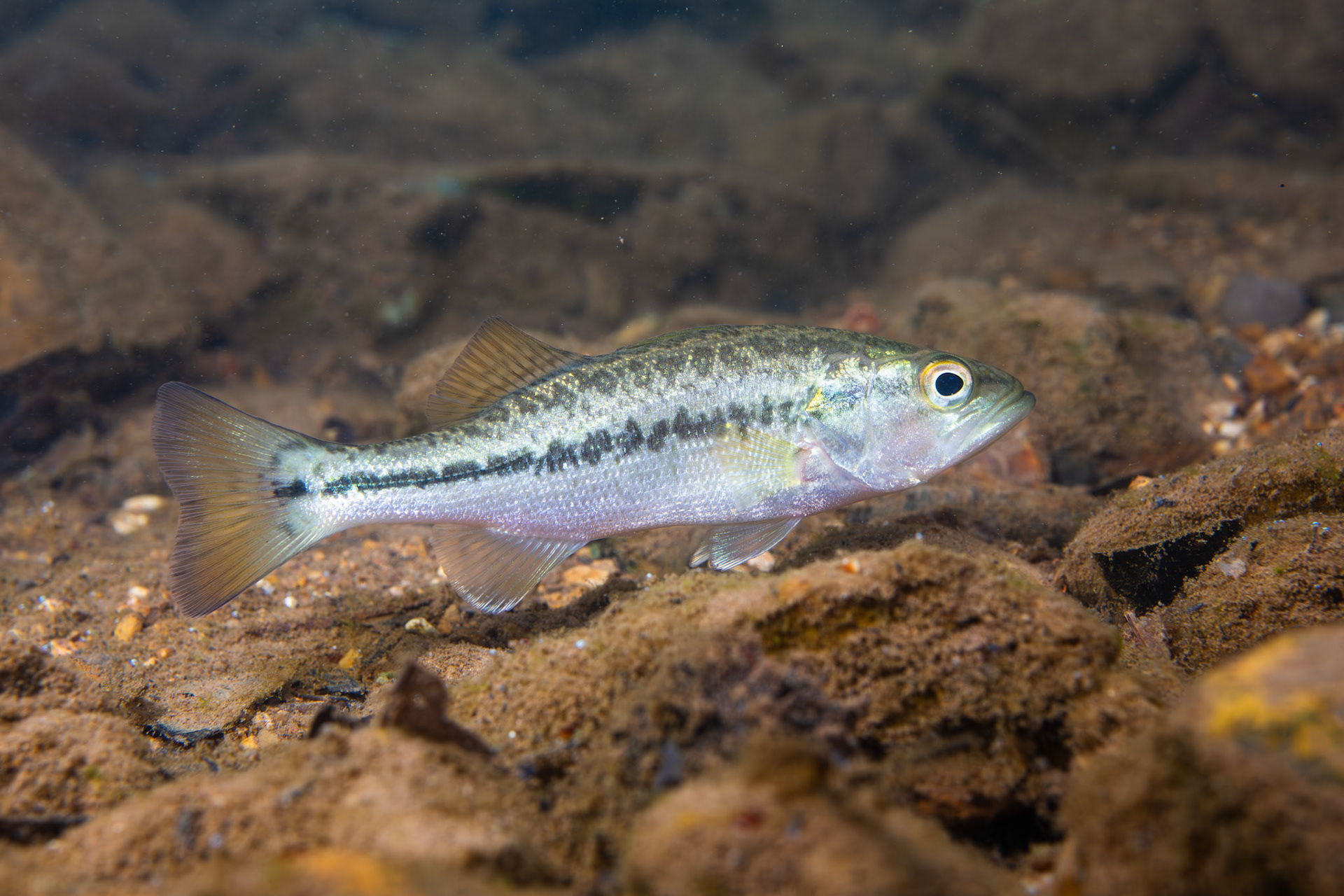 Alabama Bass (Micropterus henshalli)