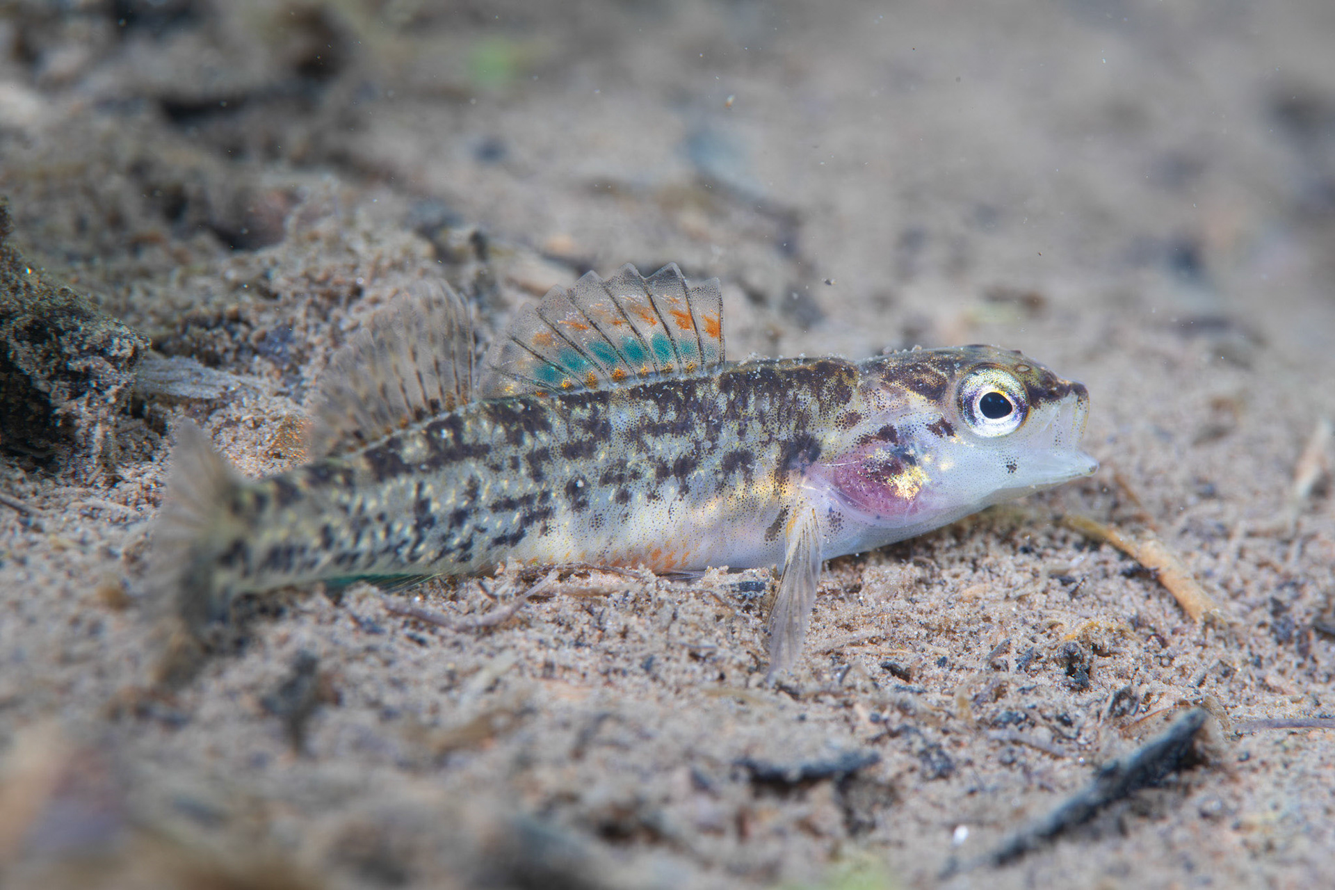 Watercress Darter (Etheostoma nuchale)