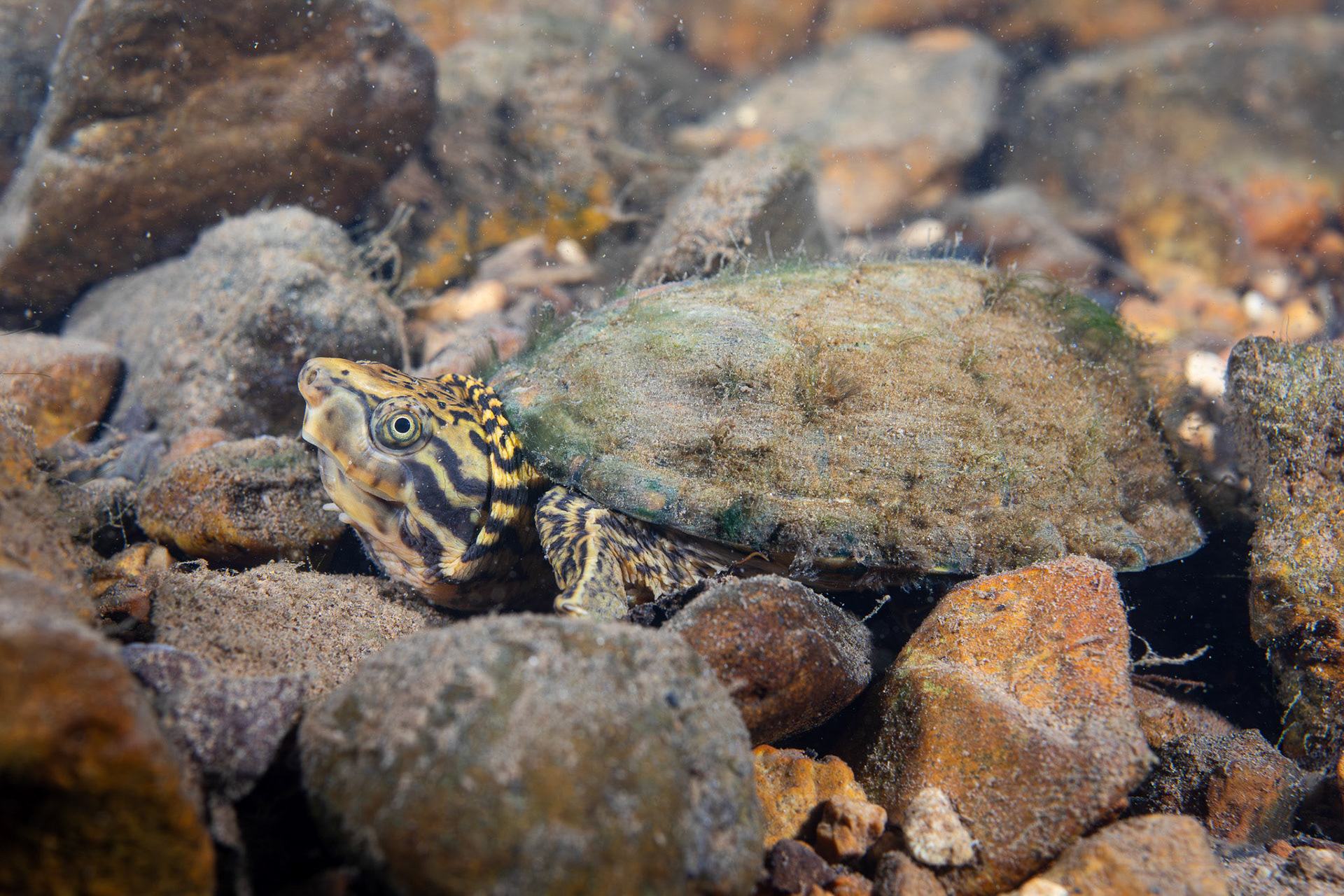 Stripeneck Musk Turtle