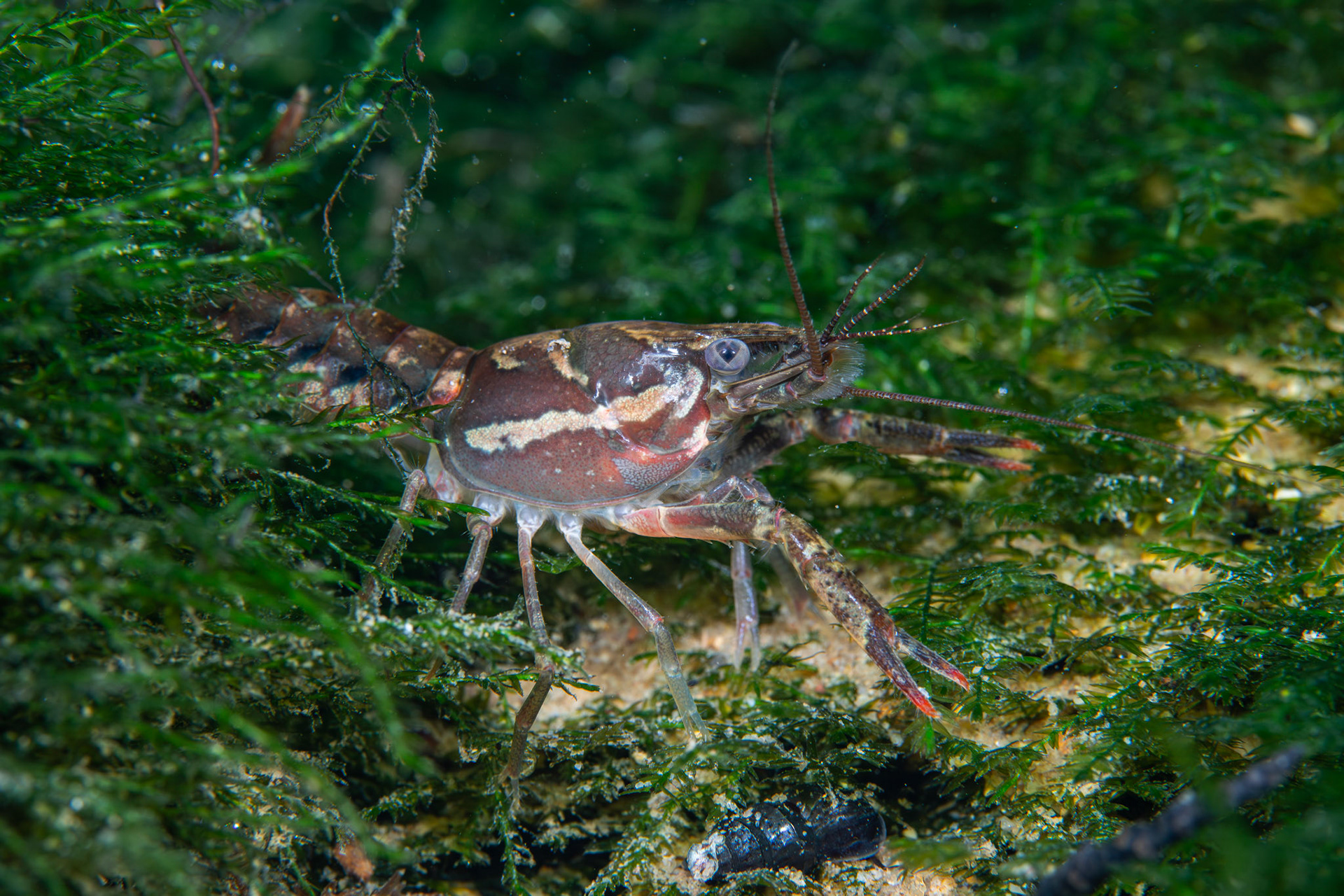 Sly Crayfish