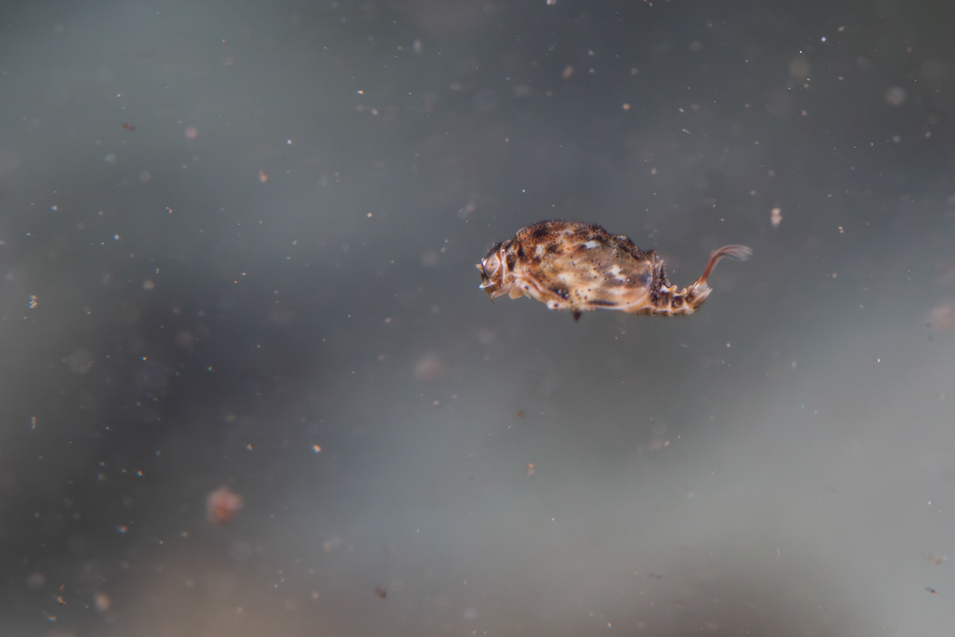 Armored Mayfly (Baetisca sp.)