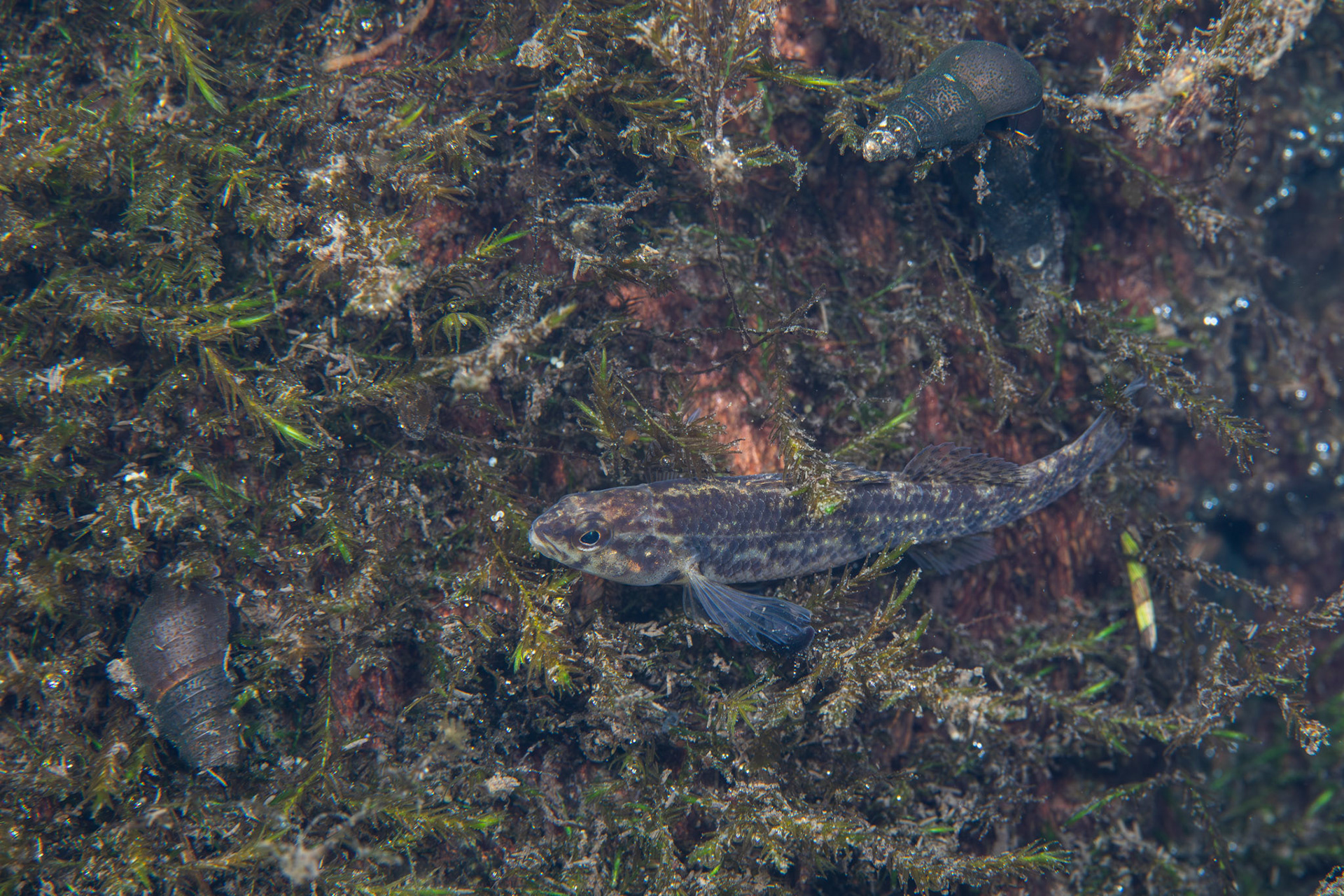 Watercress Darter (Etheostoma nuchale)