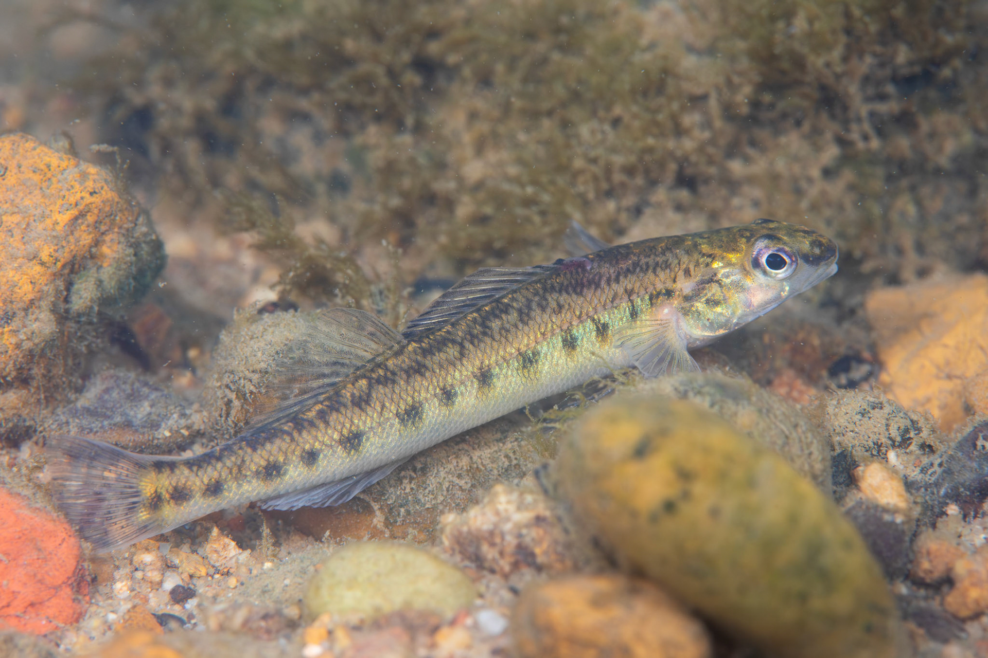 Coal Darter