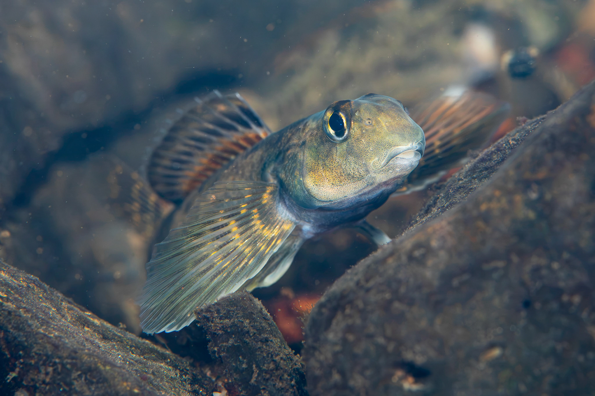 Greenside Darter
