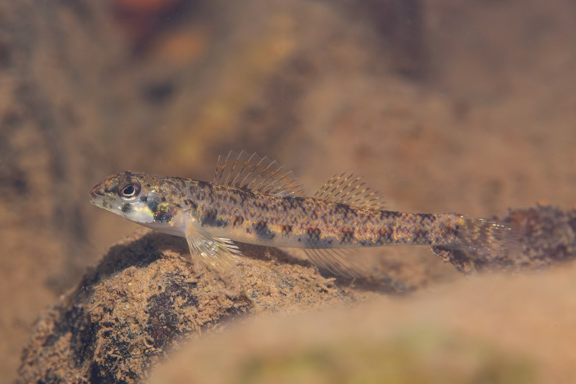 Speckled Darter
