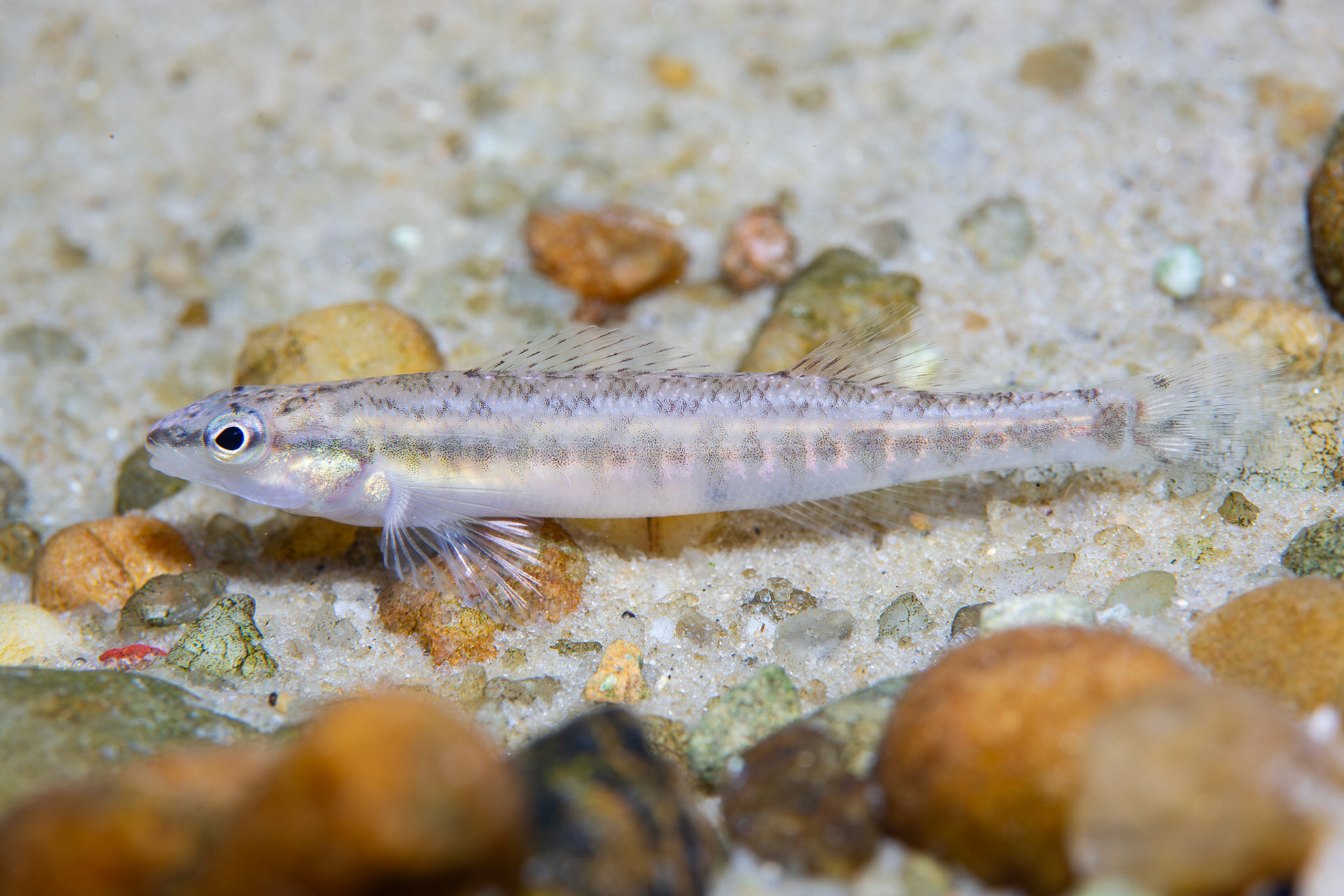 Blackbanded Darter
