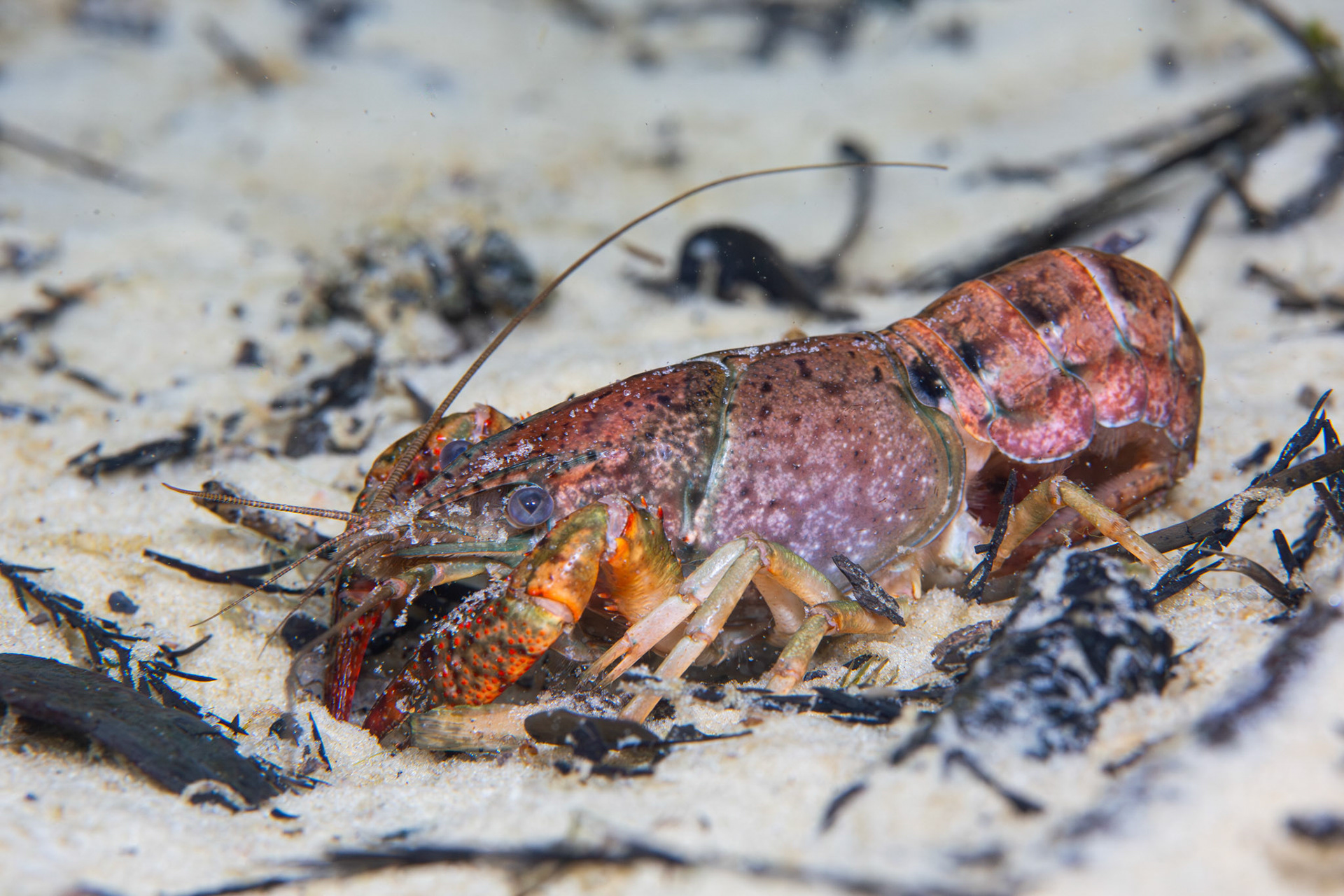 Red Swap Crayfish