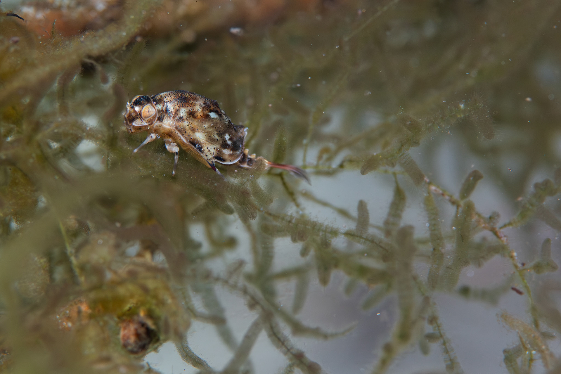Armored Mayfly (Baetisca sp.)
