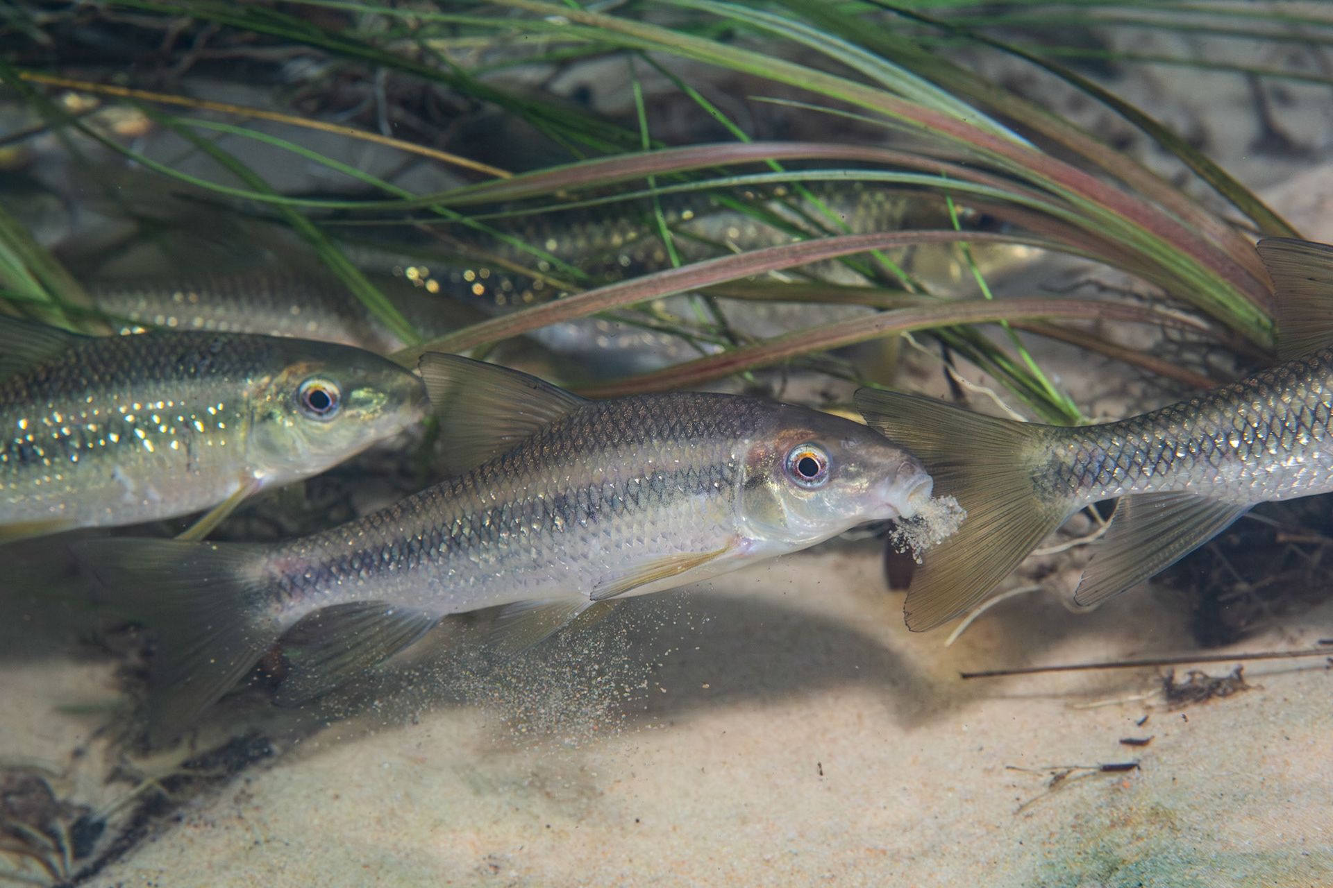 Sharpfin Chubsucker (Erimyzon tenuis)