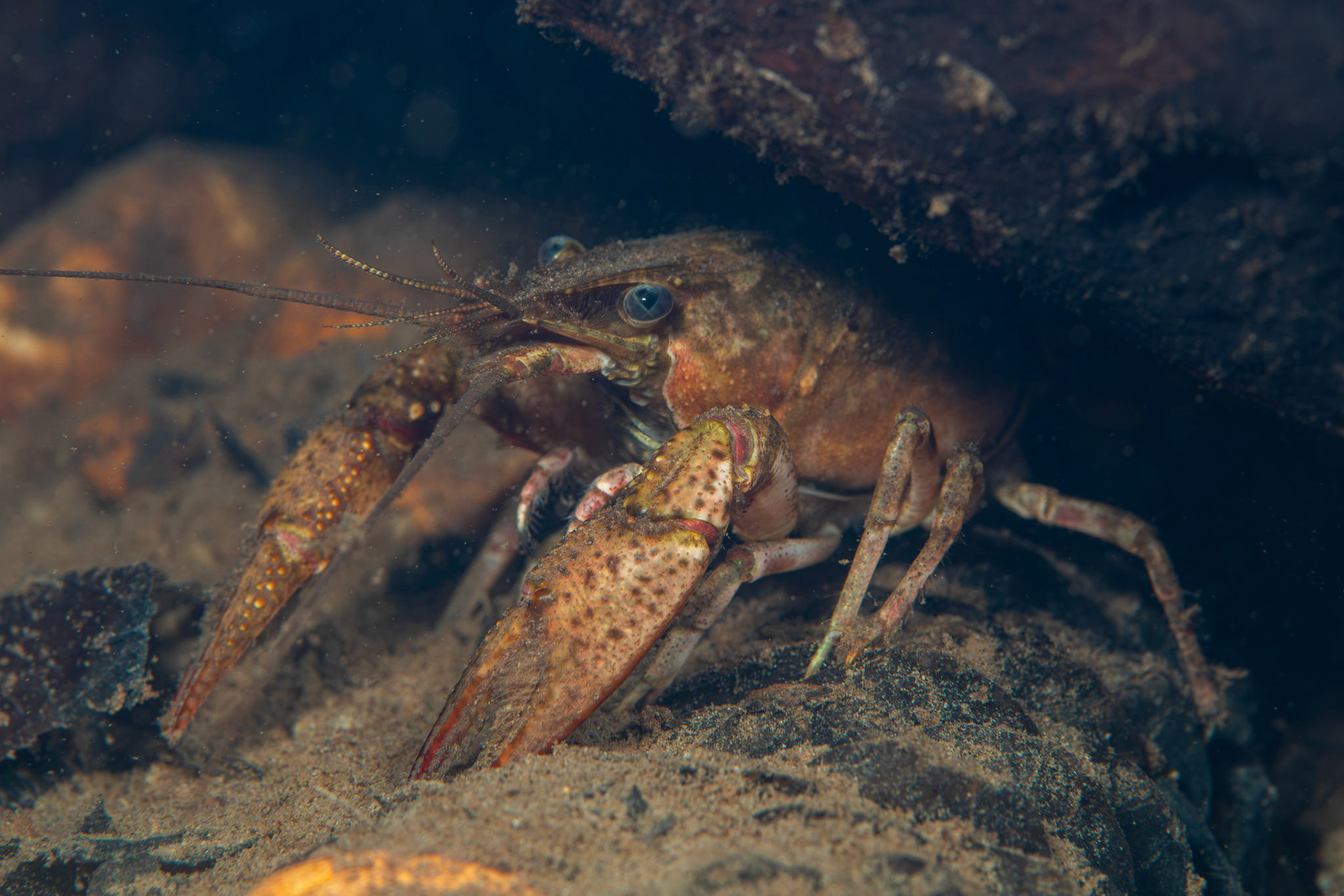 Powerful Crayfish