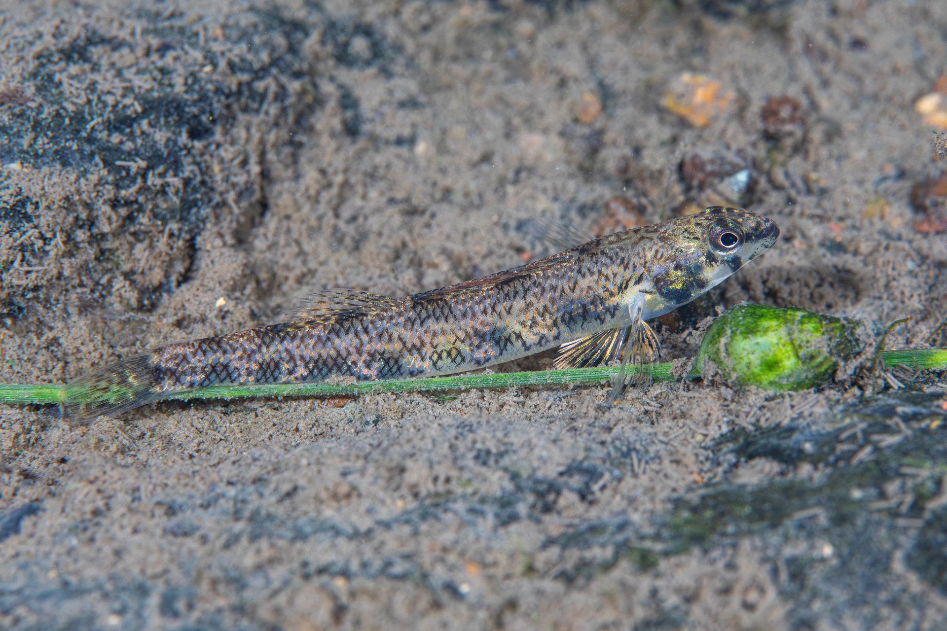 Speckled Darter