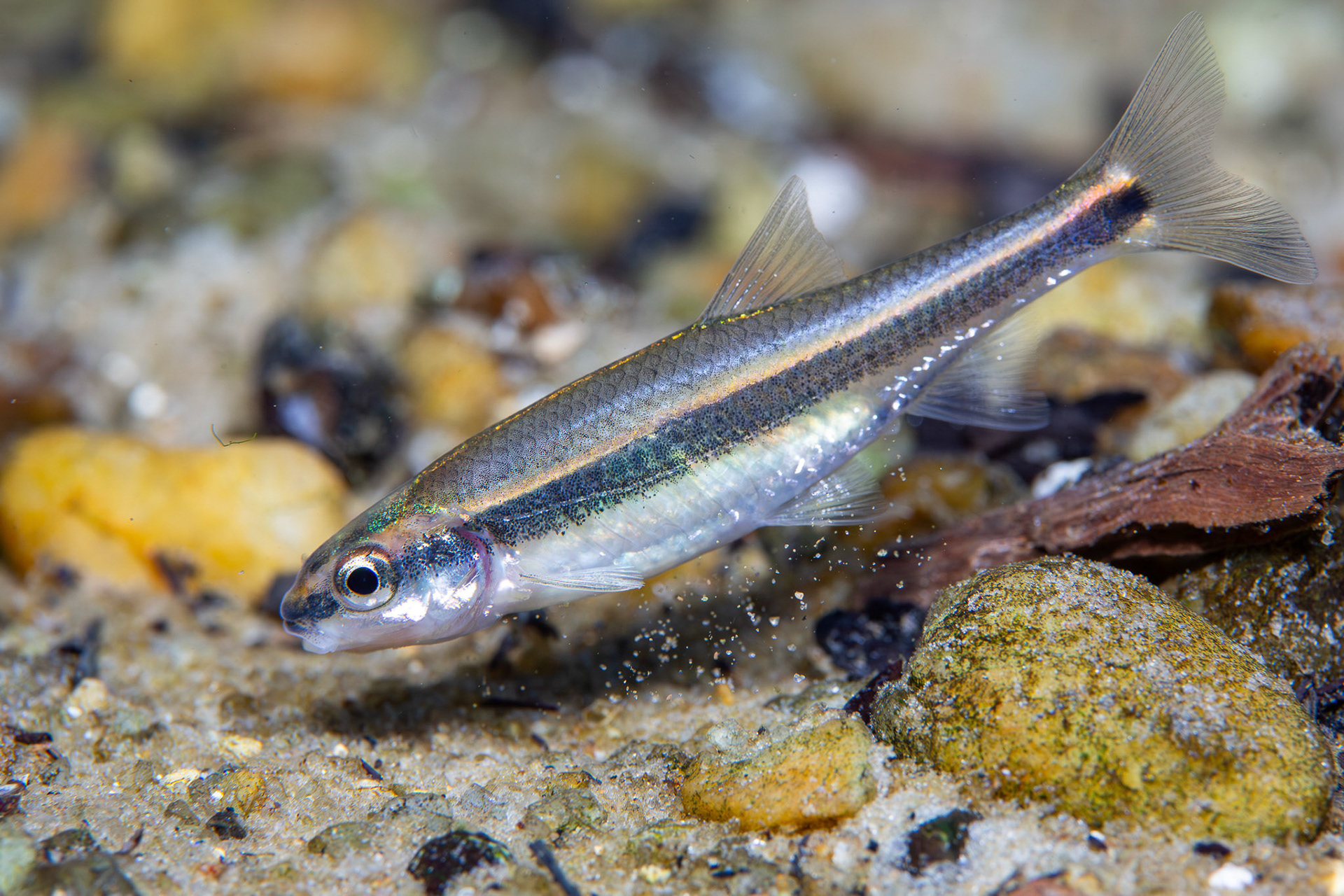 Redeye Chub