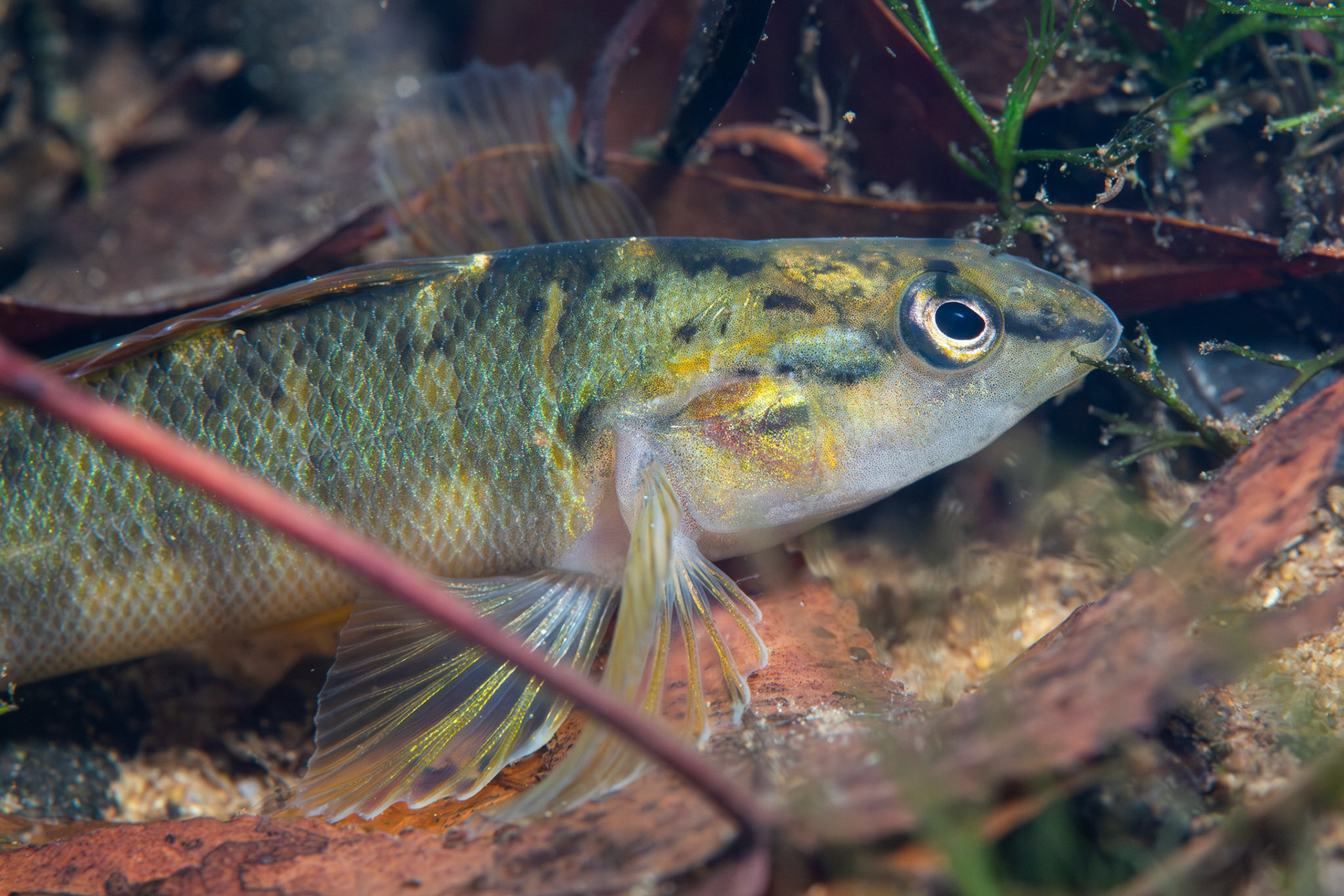 Bronze Darter
