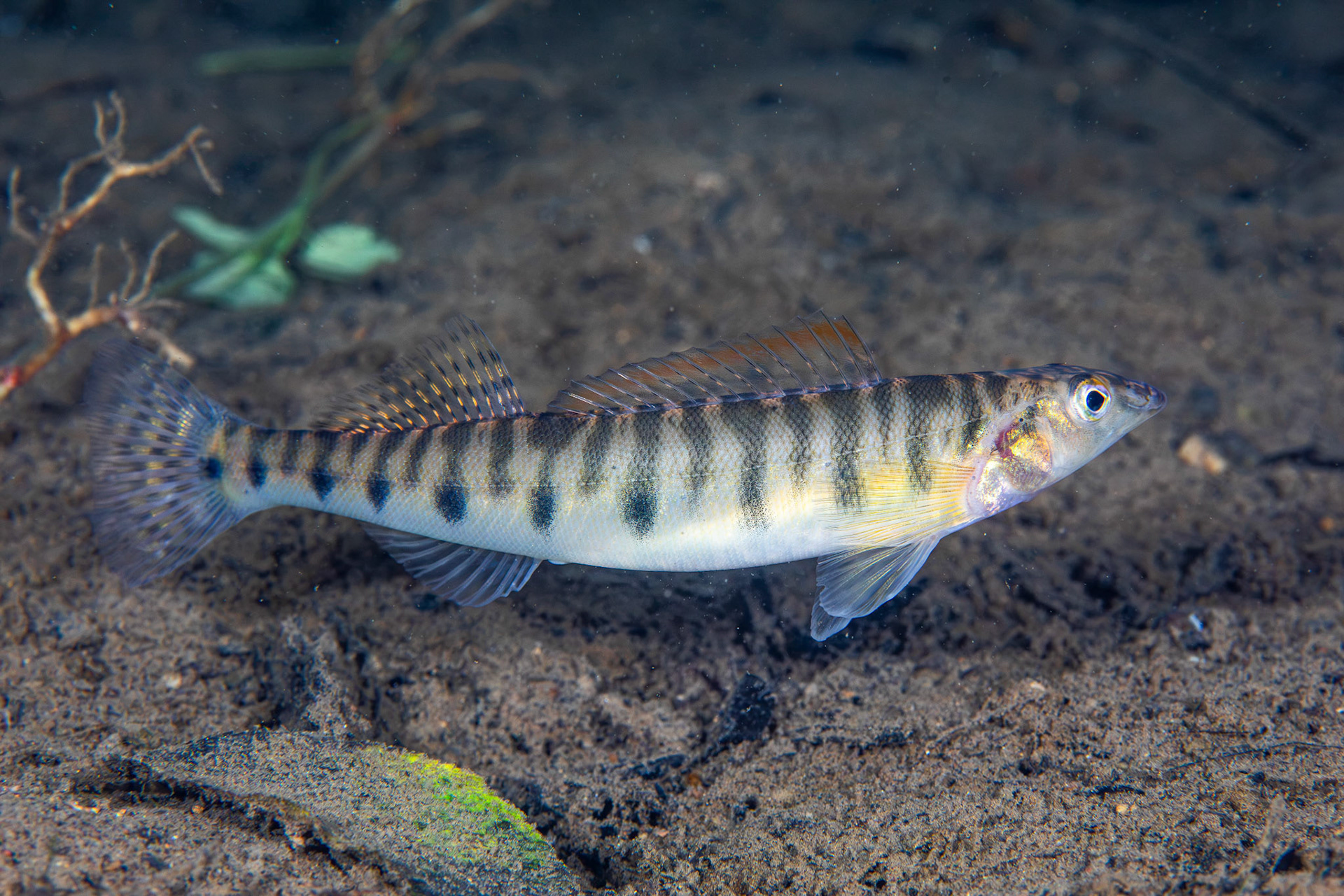 Mobile Logperch